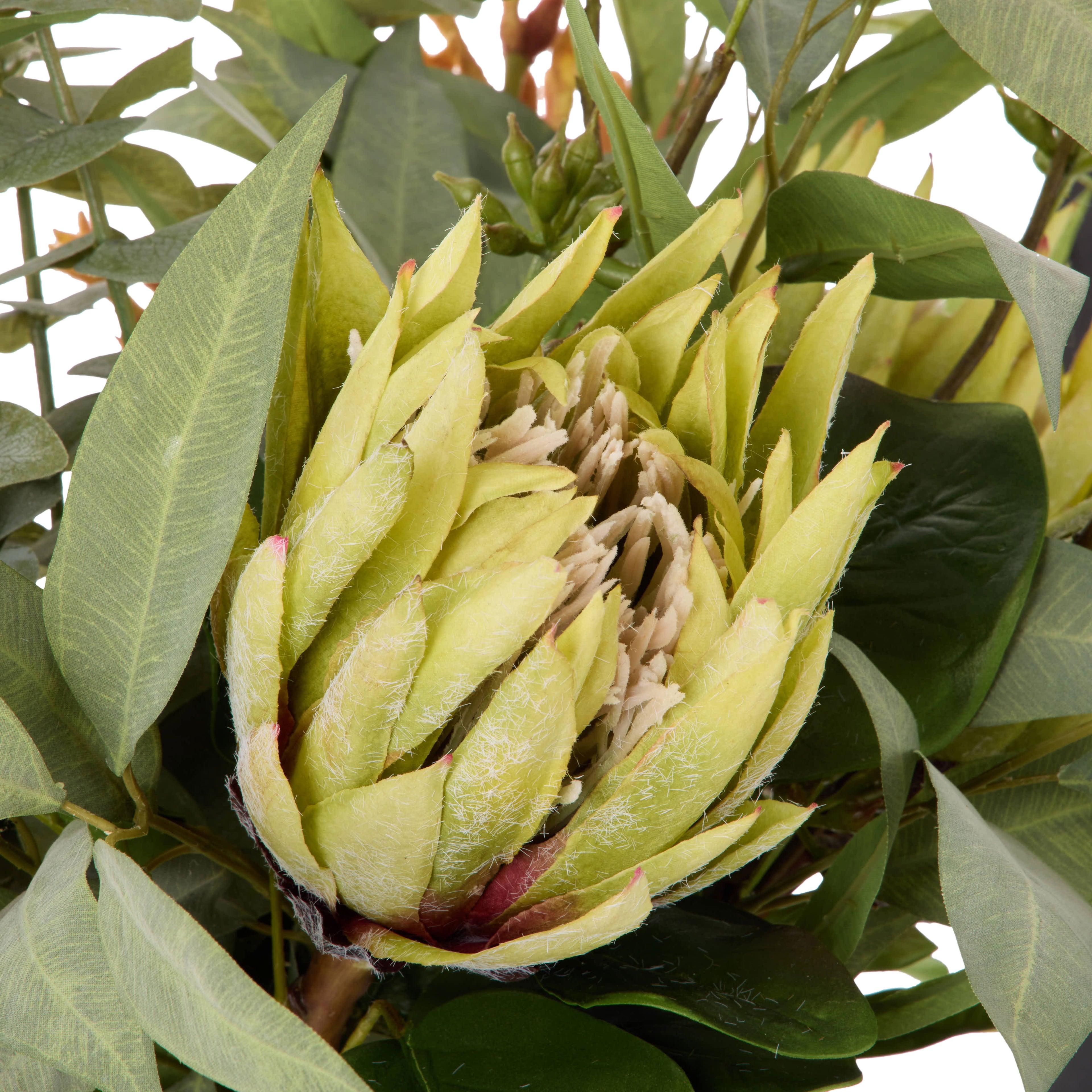 Faux Protea Kangaroo Paw - Claire Vase | Green - 68cm
