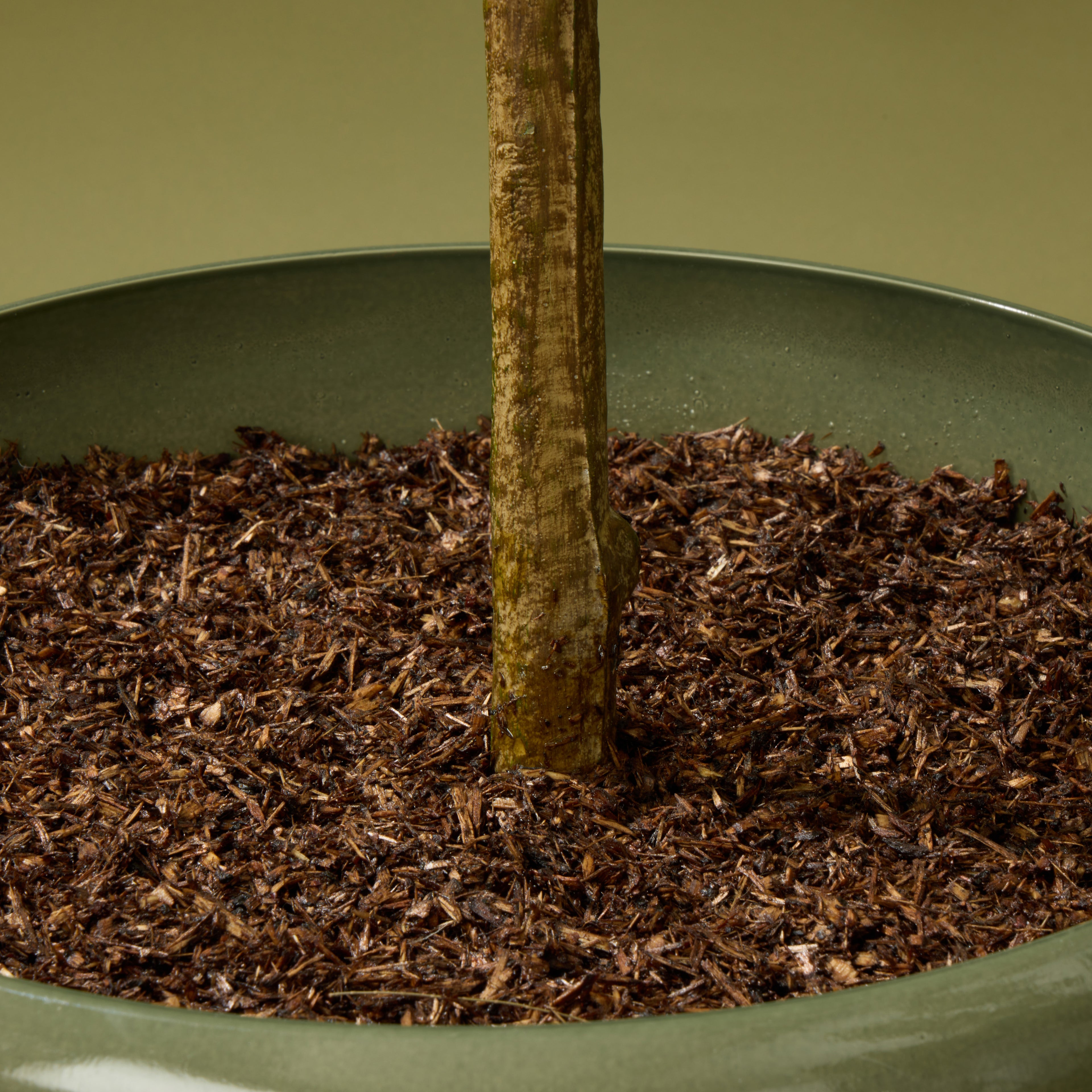 Faux Olivia Tree - Milan Planter Set of 3