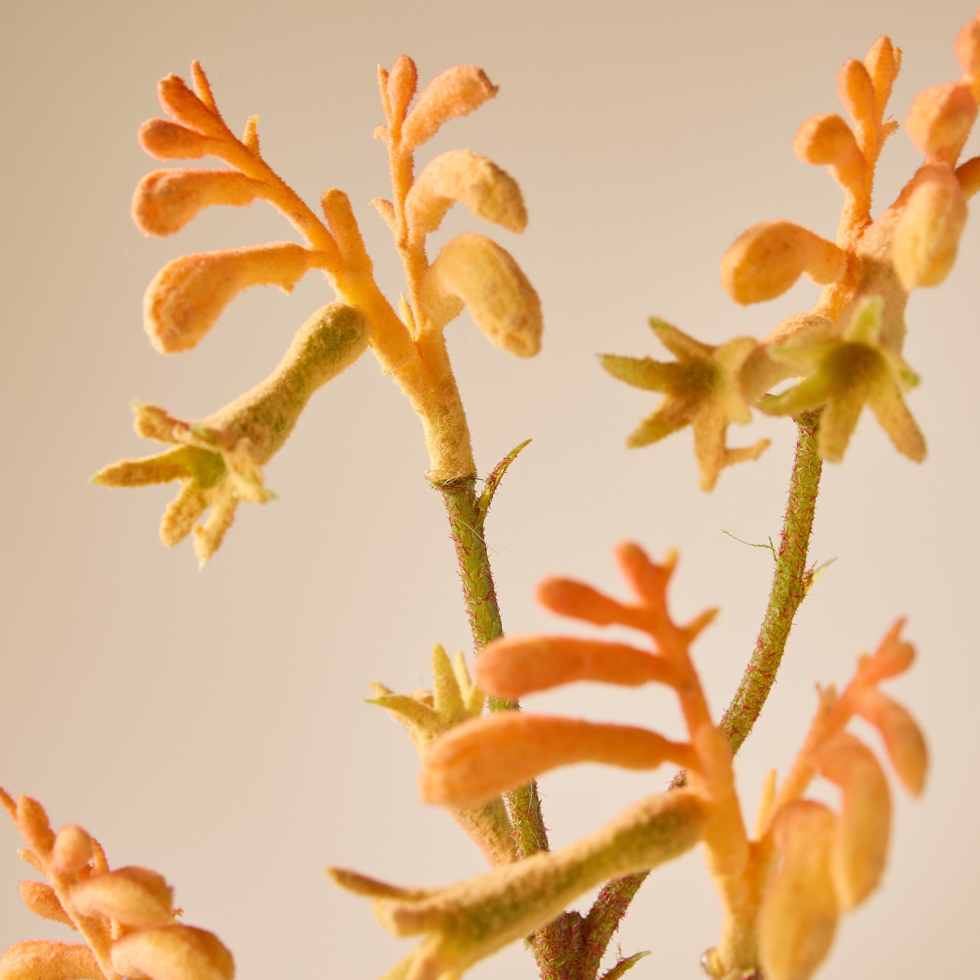Faux Kangaroo Paw Spray | Orange - 62cm