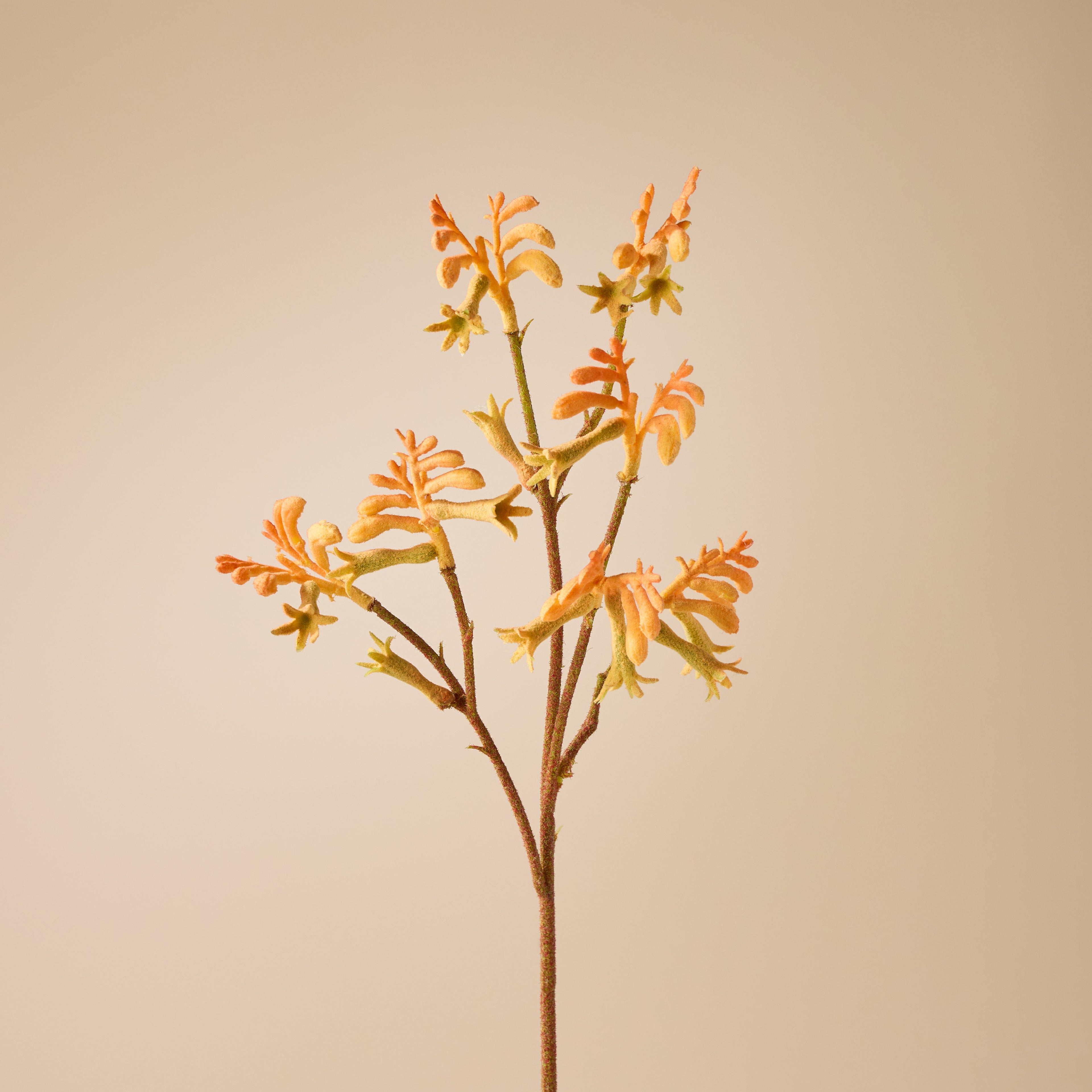 Faux Kangaroo Paw Spray | Orange - 62cm