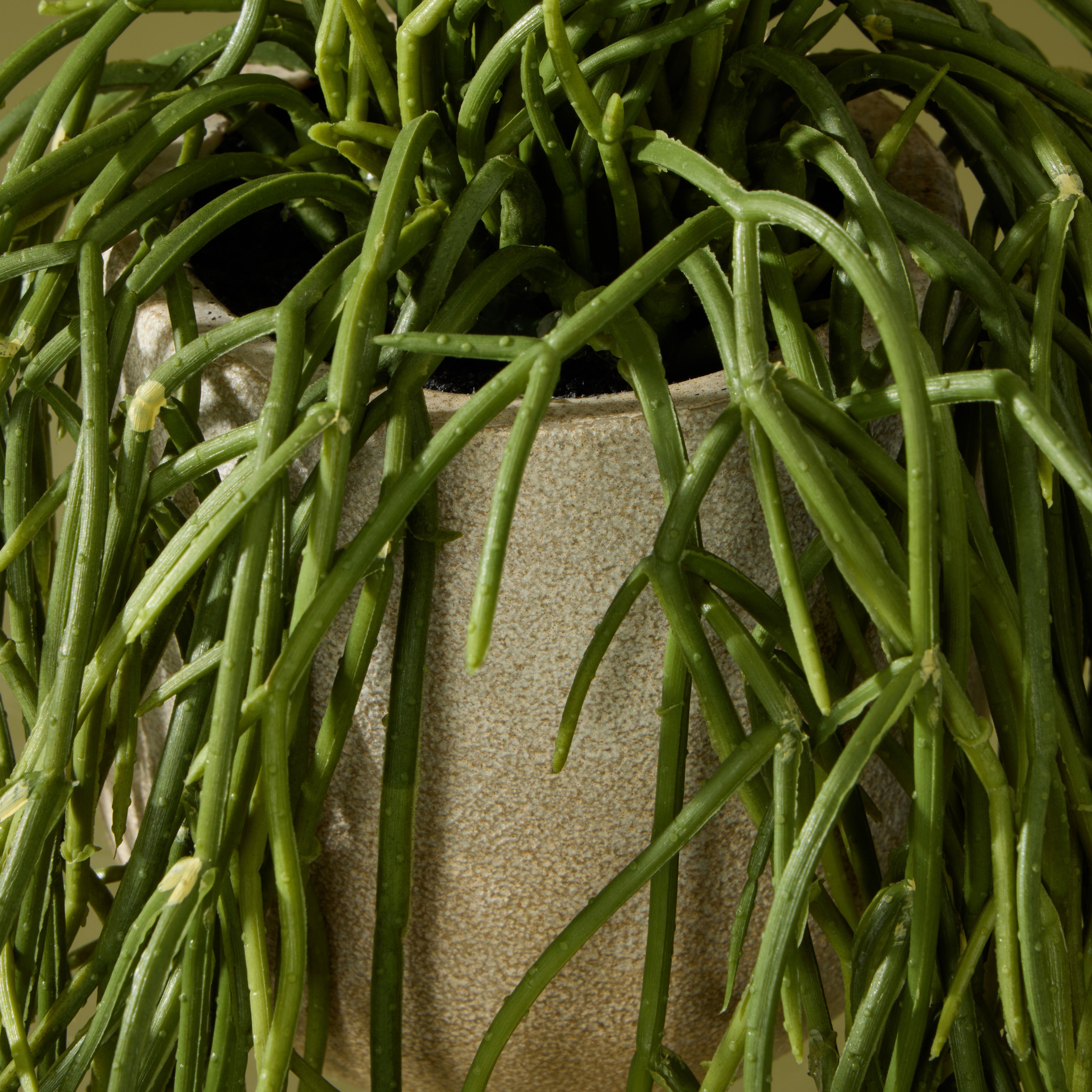 Faux Mistletoe Cactus Pot | 17cm