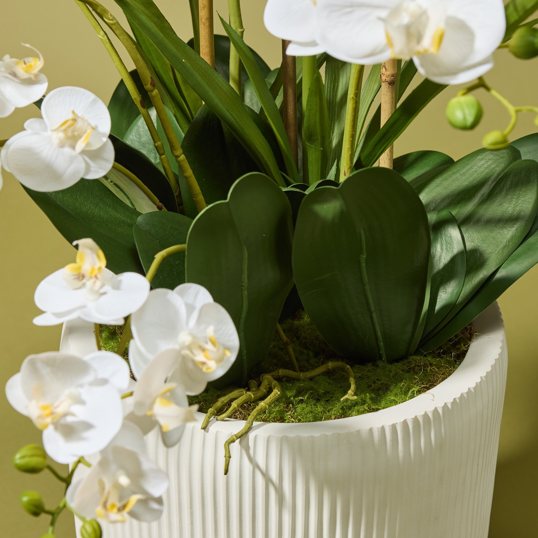 Faux Phalaenopsis Orchid - Ribbed Pot | White - 150cm