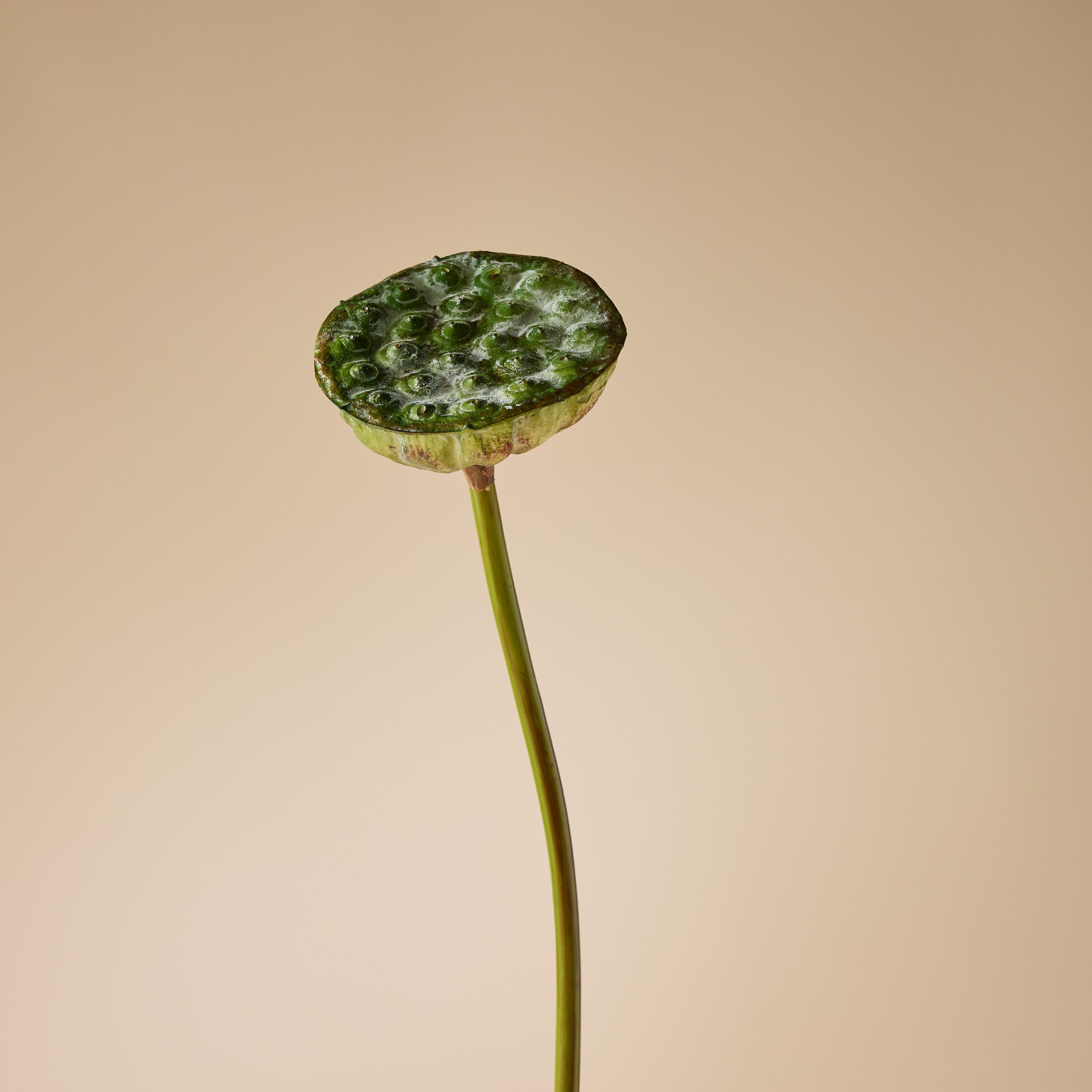 Faux Lotus Bud | Green - 76cm