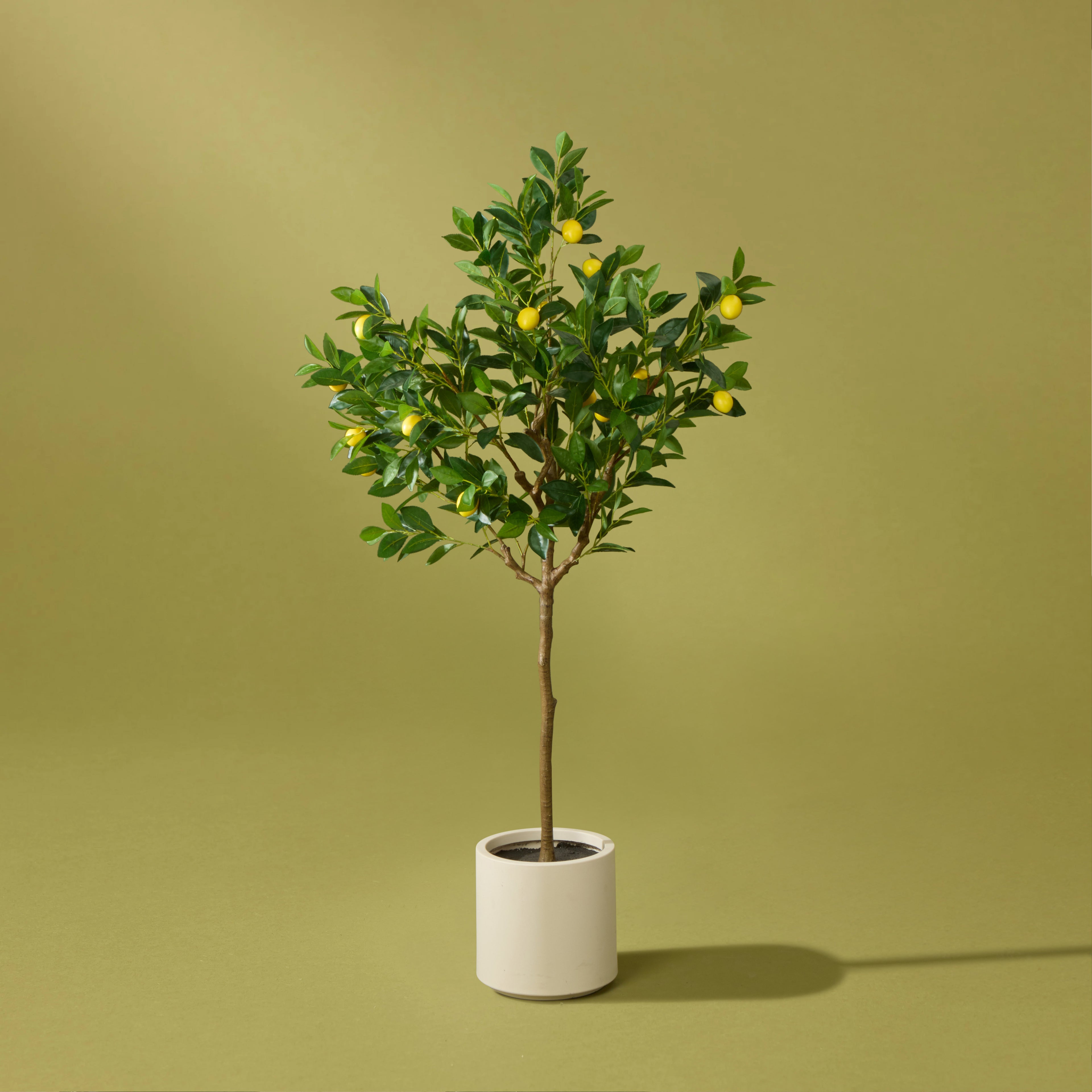 Faux Lemon Tree - White Pot | 160cm
