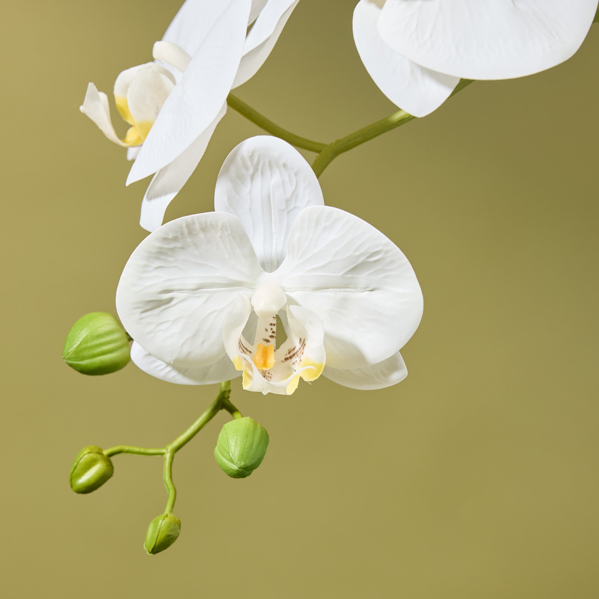 Faux Phalaenopsis Orchid - Ribbed Pot | White - 150cm