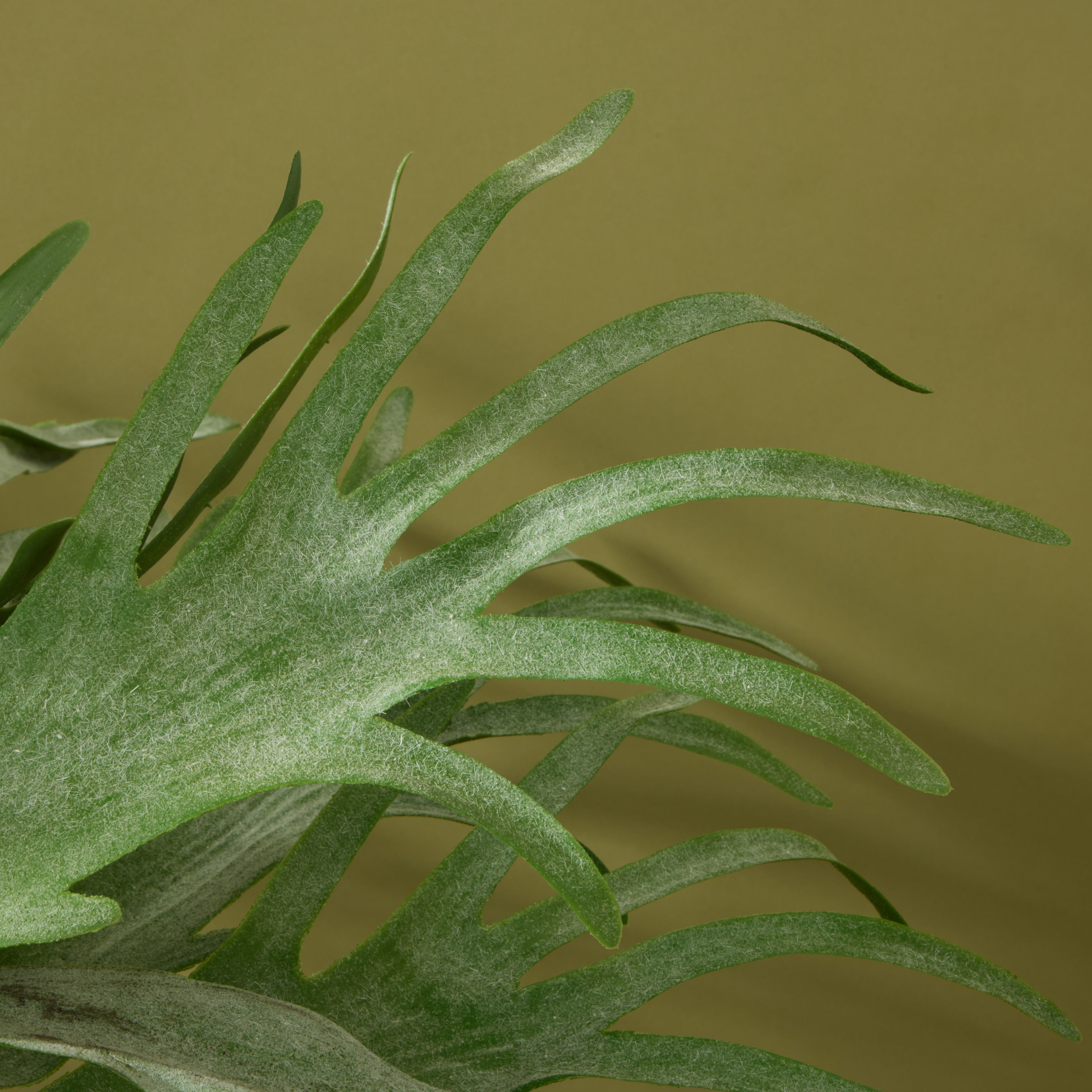 Faux Staghorn Fern - Lyon Planter | 76cm