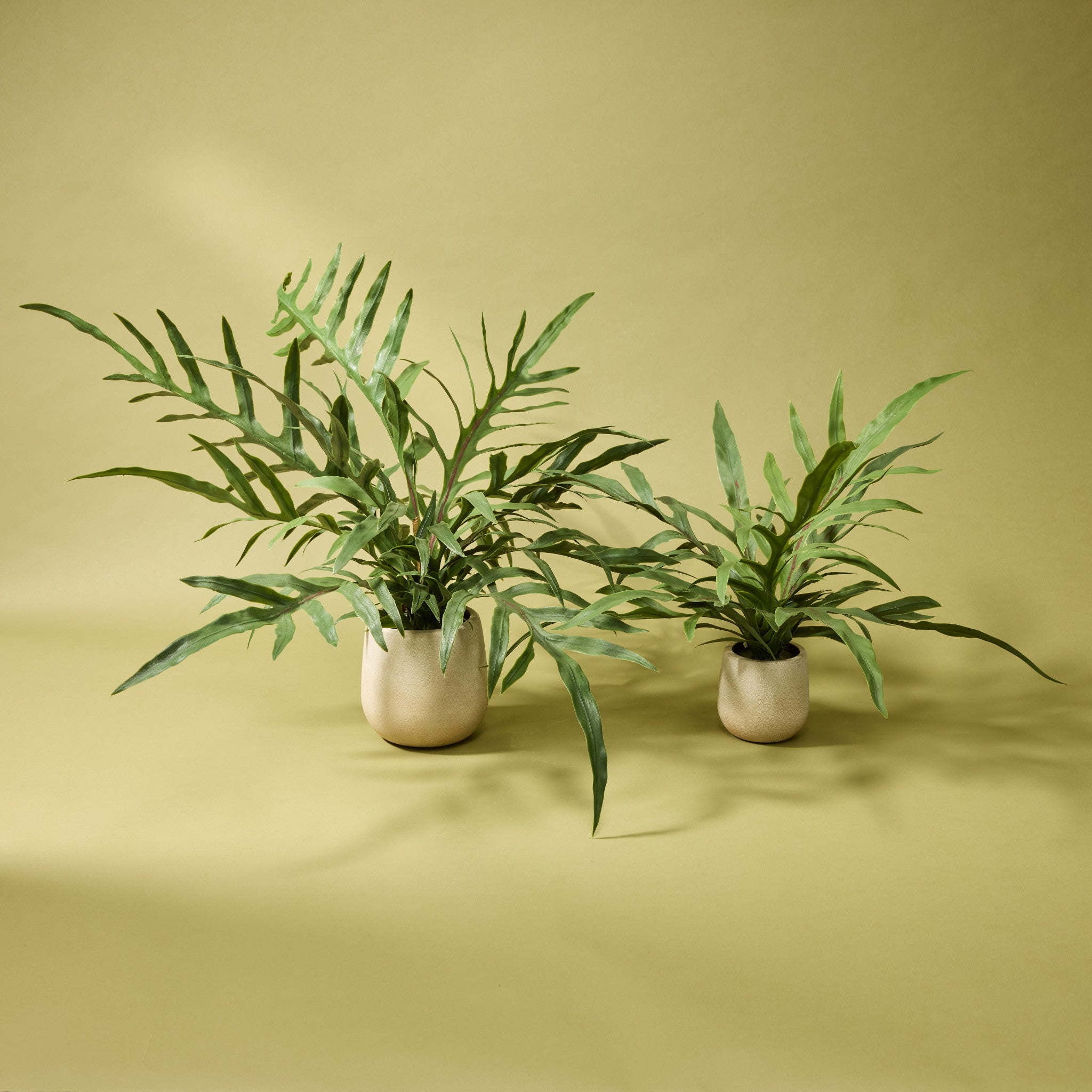 Faux Potted Blue Star Fern | 46cm