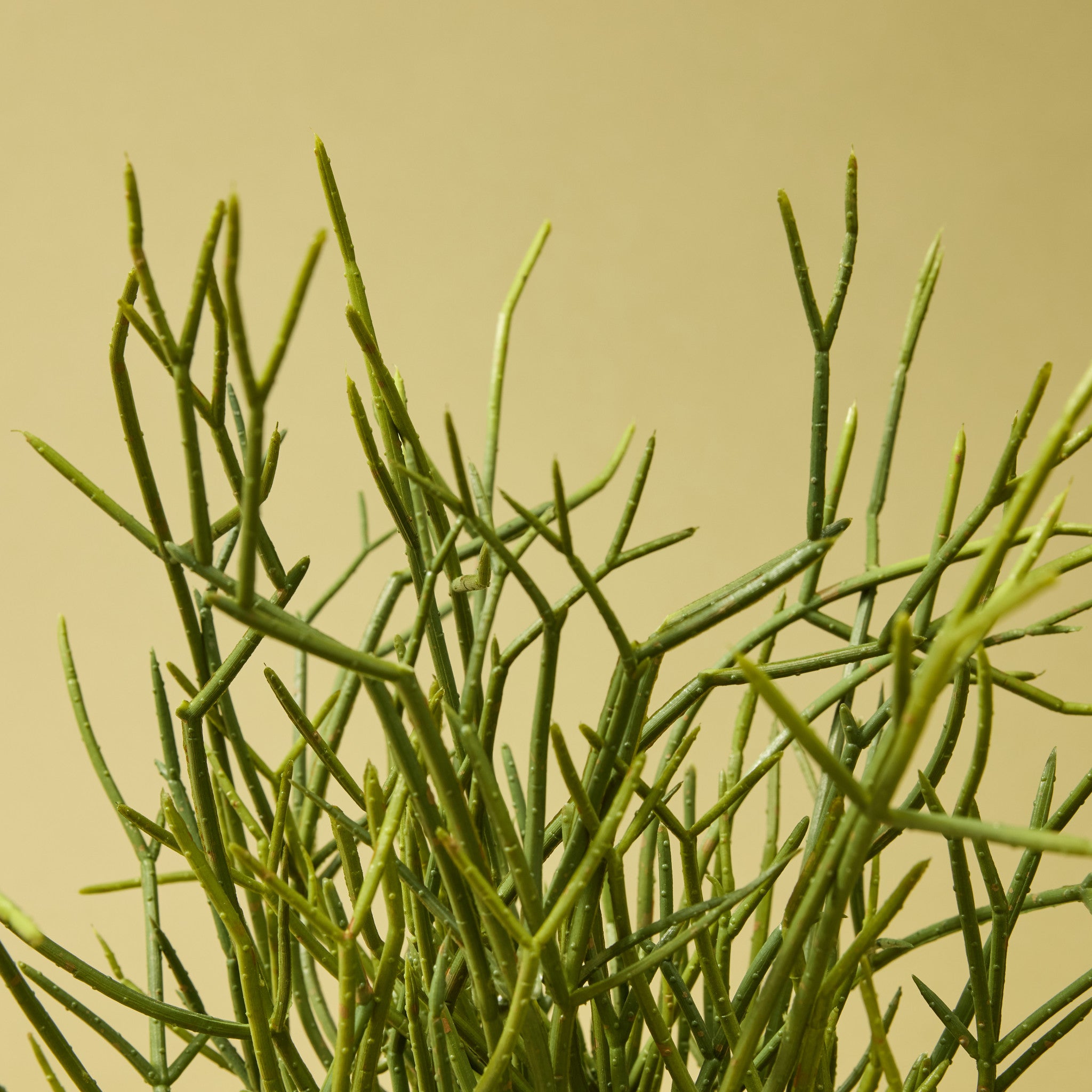 Faux Mistletoe Cactus - White Pot | 32cm