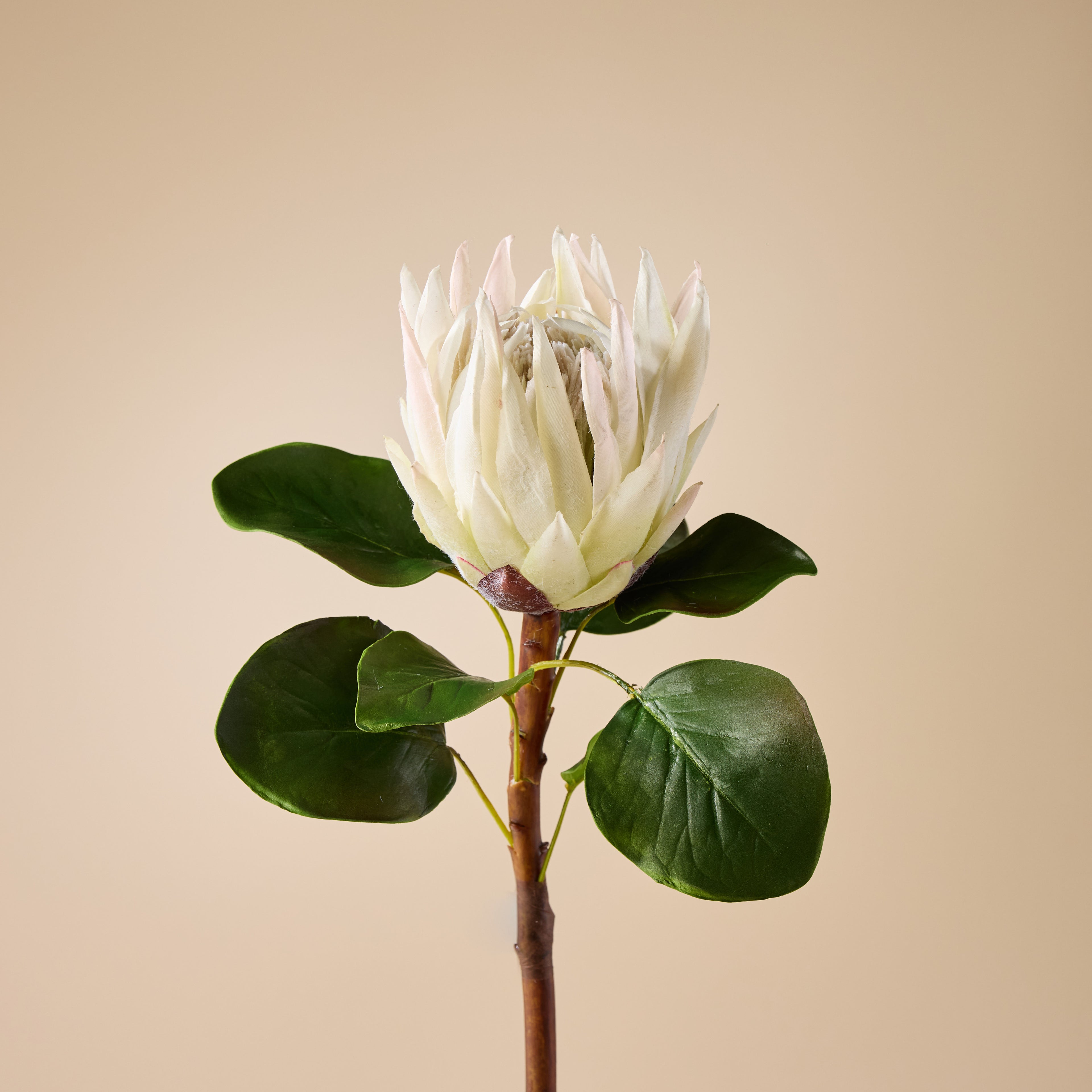 Faux King Protea Stem | White - 60cm