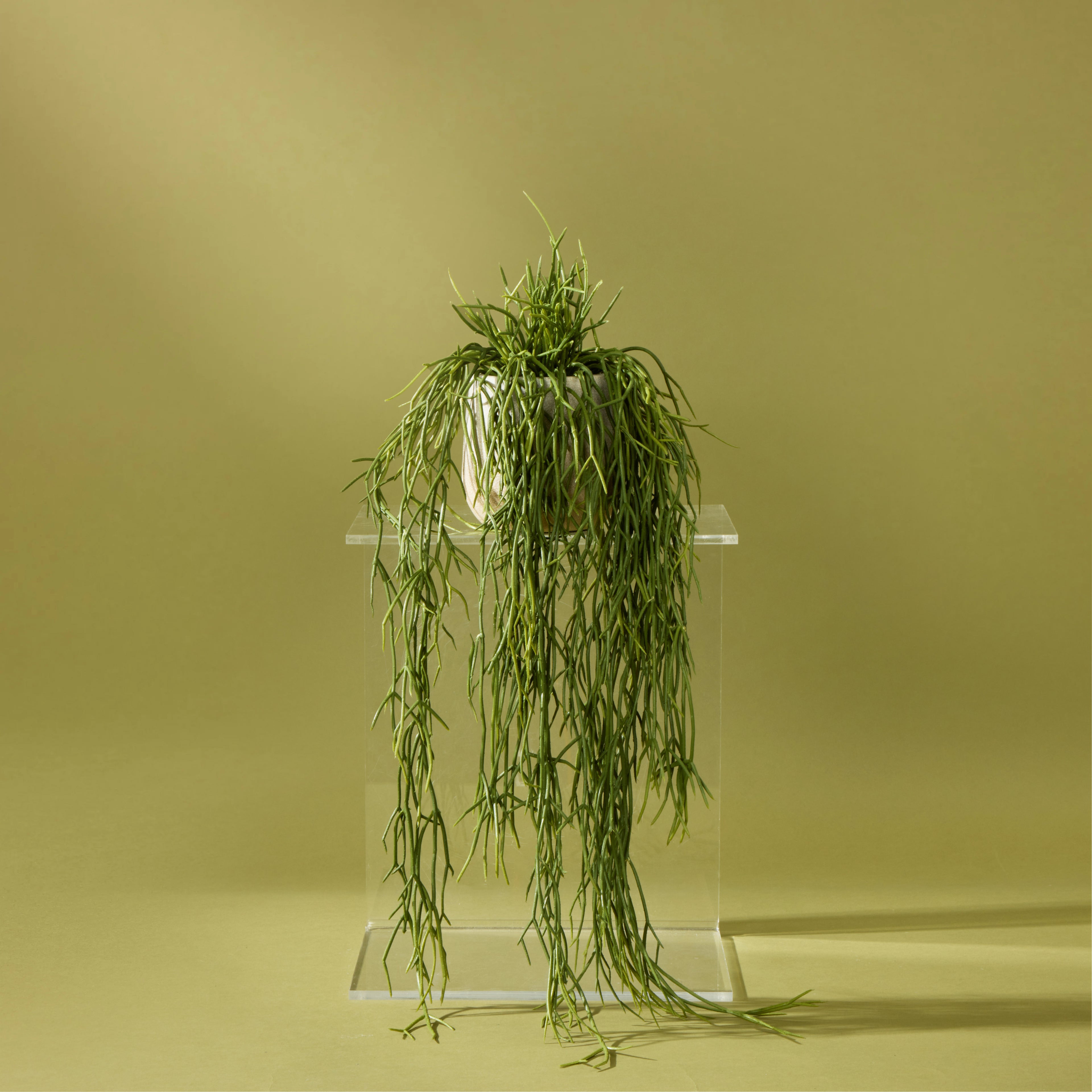 Faux Mistletoe Cactus Pot | 61cm