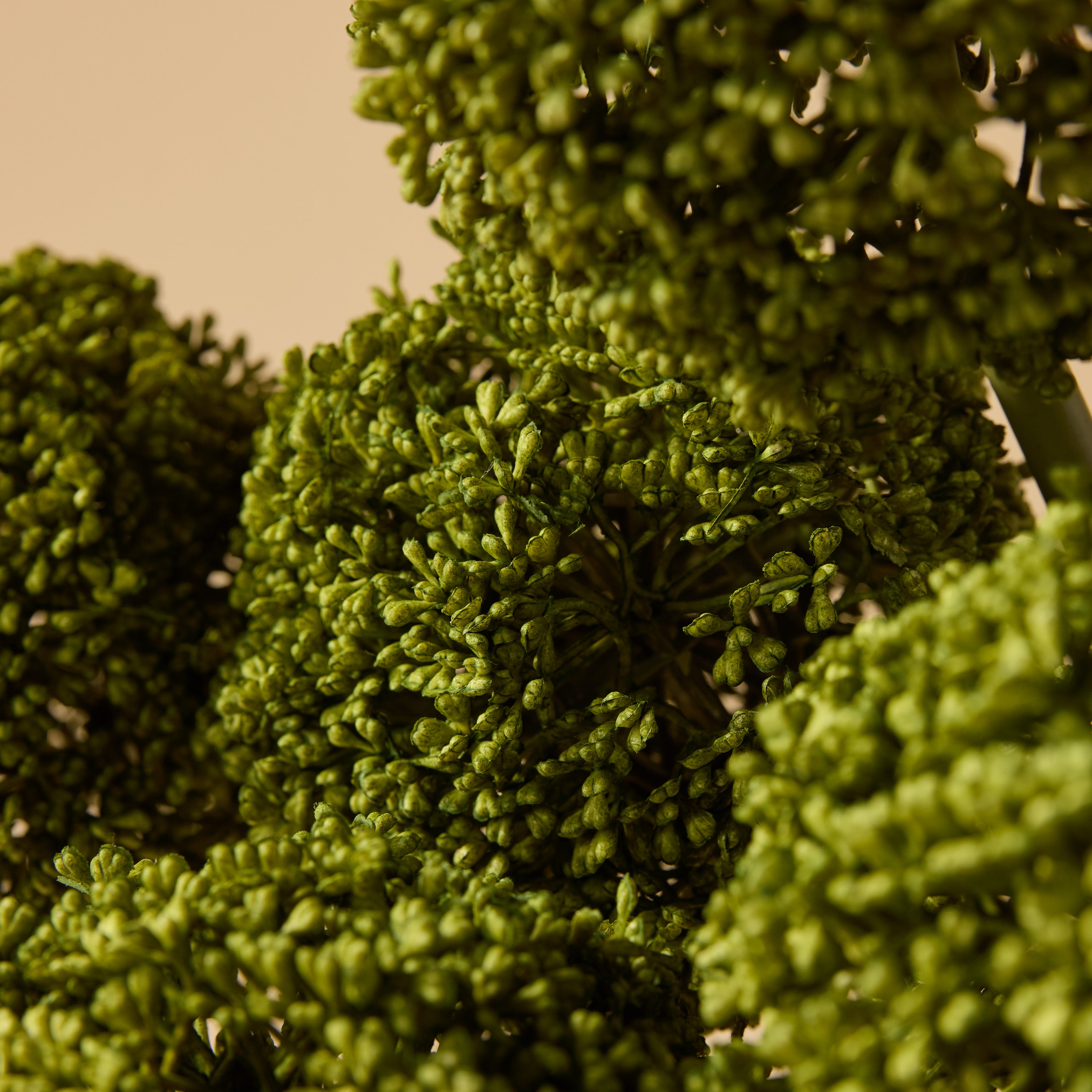 Faux Allium Spray Arrangement - Maliah Pot Cream | Green - 65cm