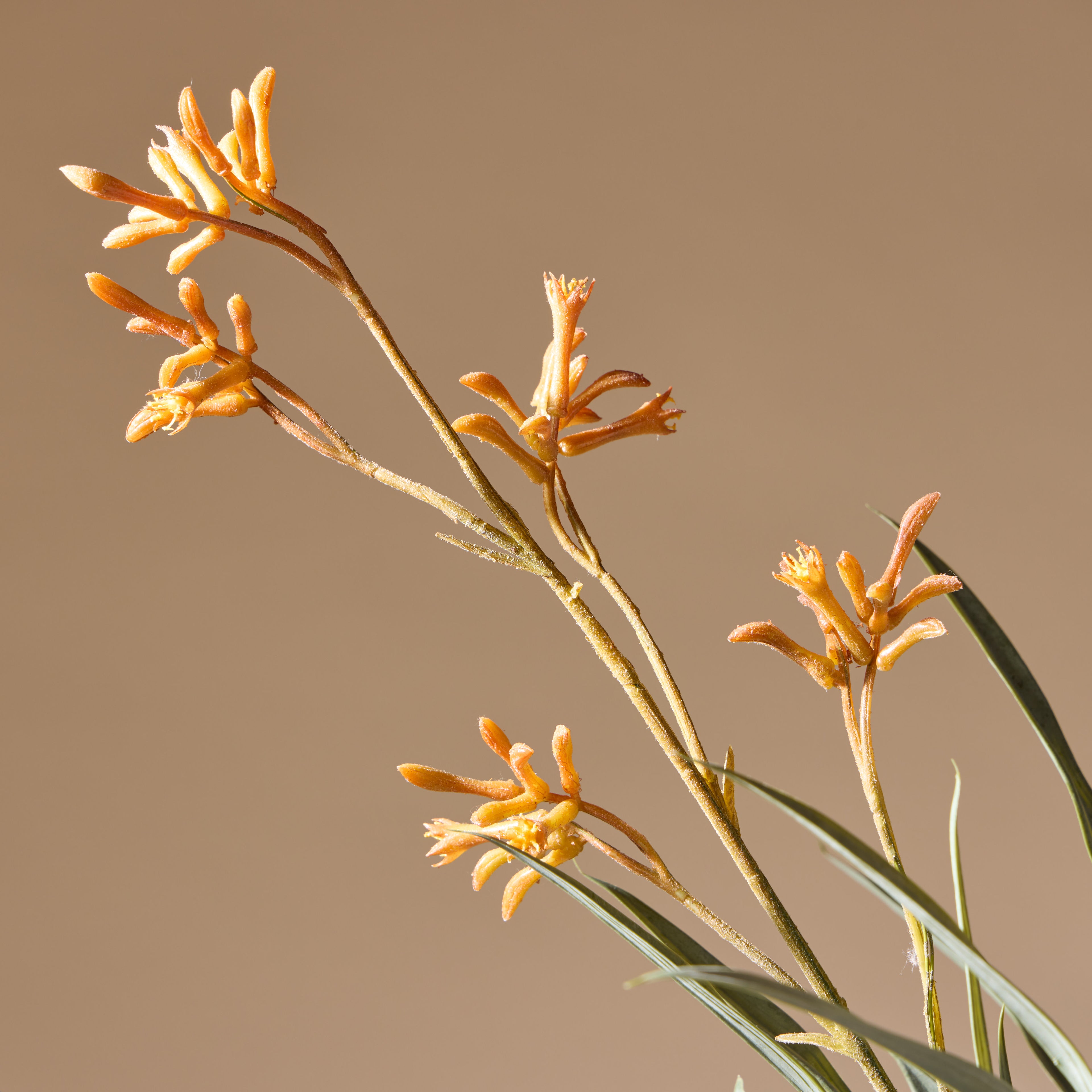 Kangaroo Paw - Maliah Pot | Yellow - 76cm