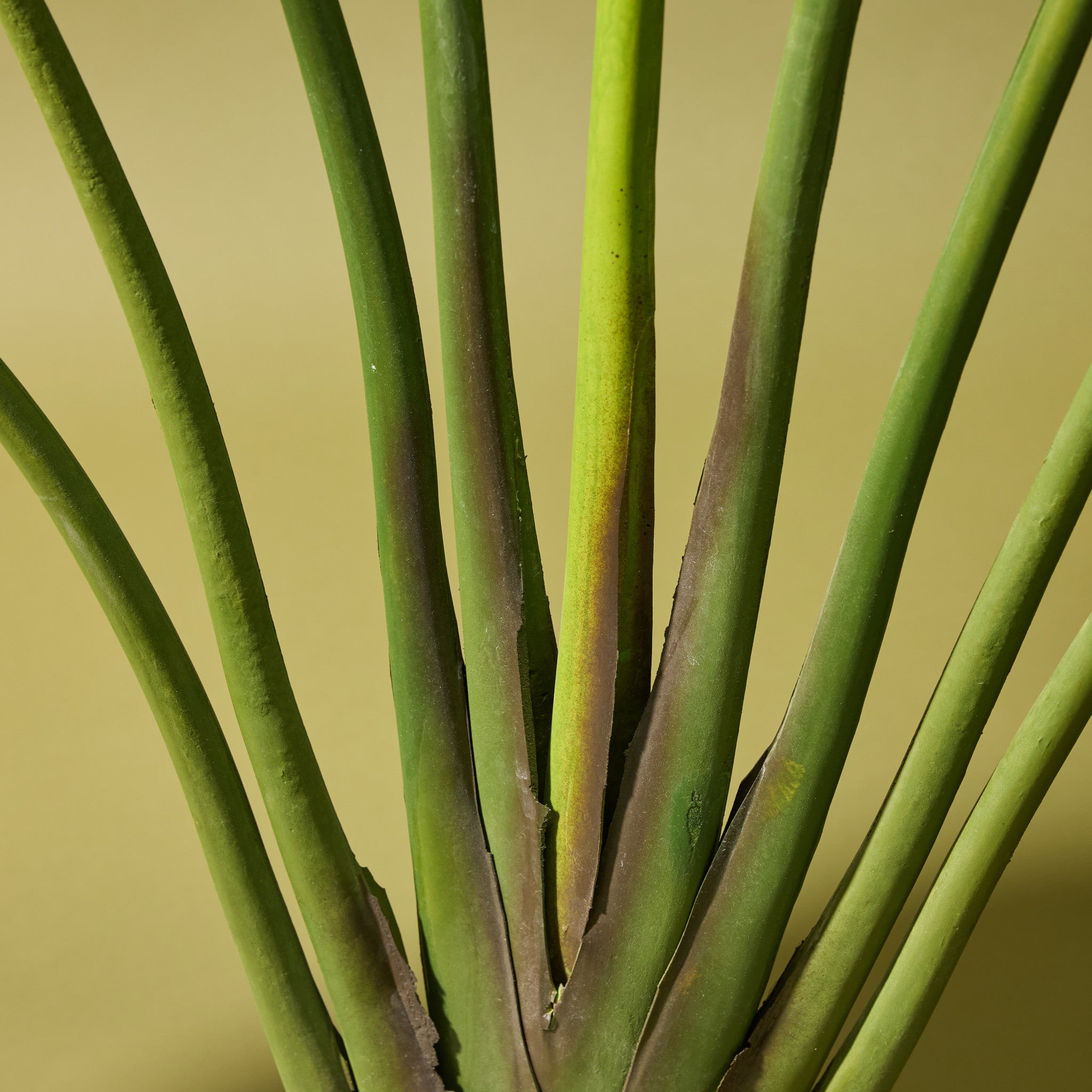 Faux Travellers Palm | 190cm