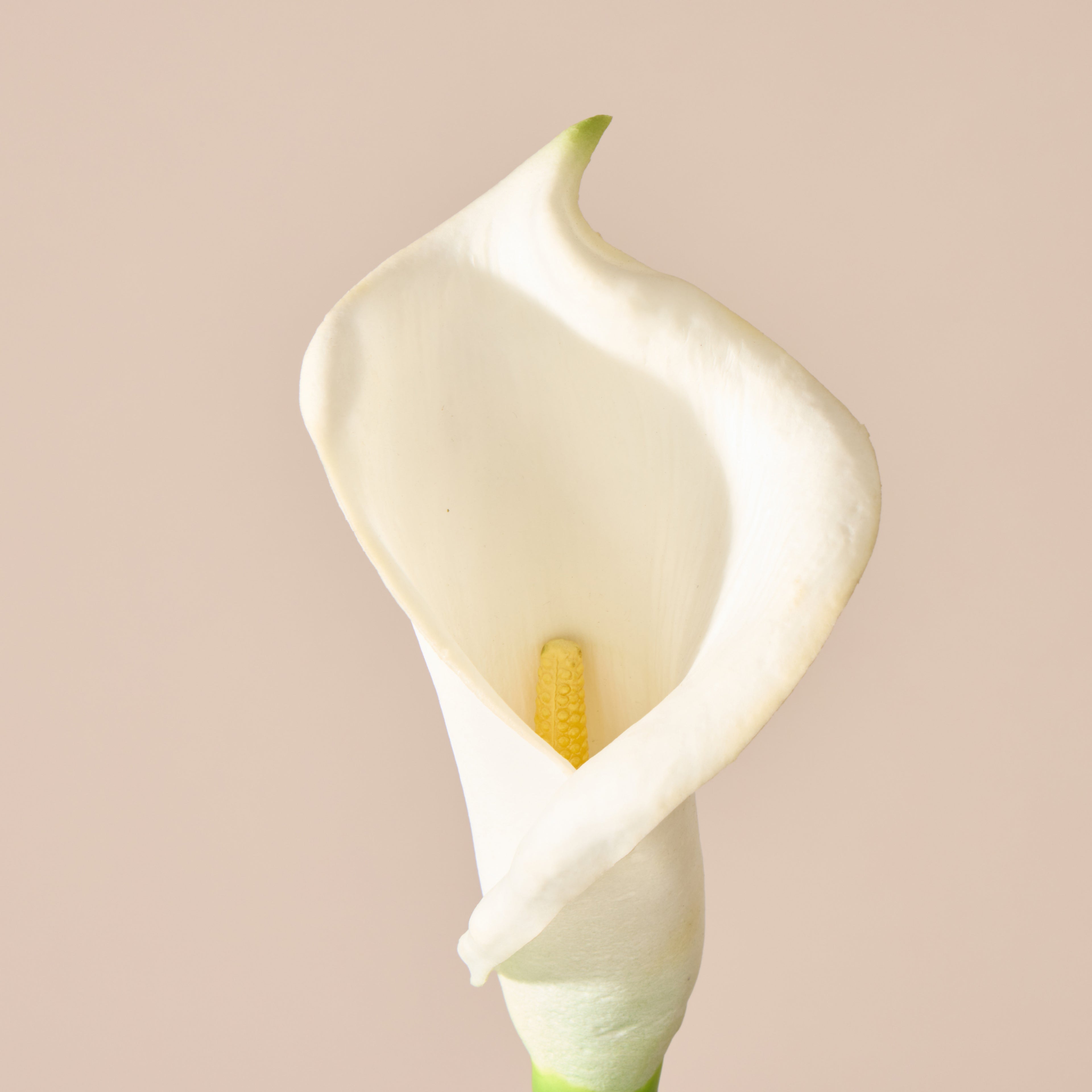 Faux Calla Lily Stem | White - 64cm