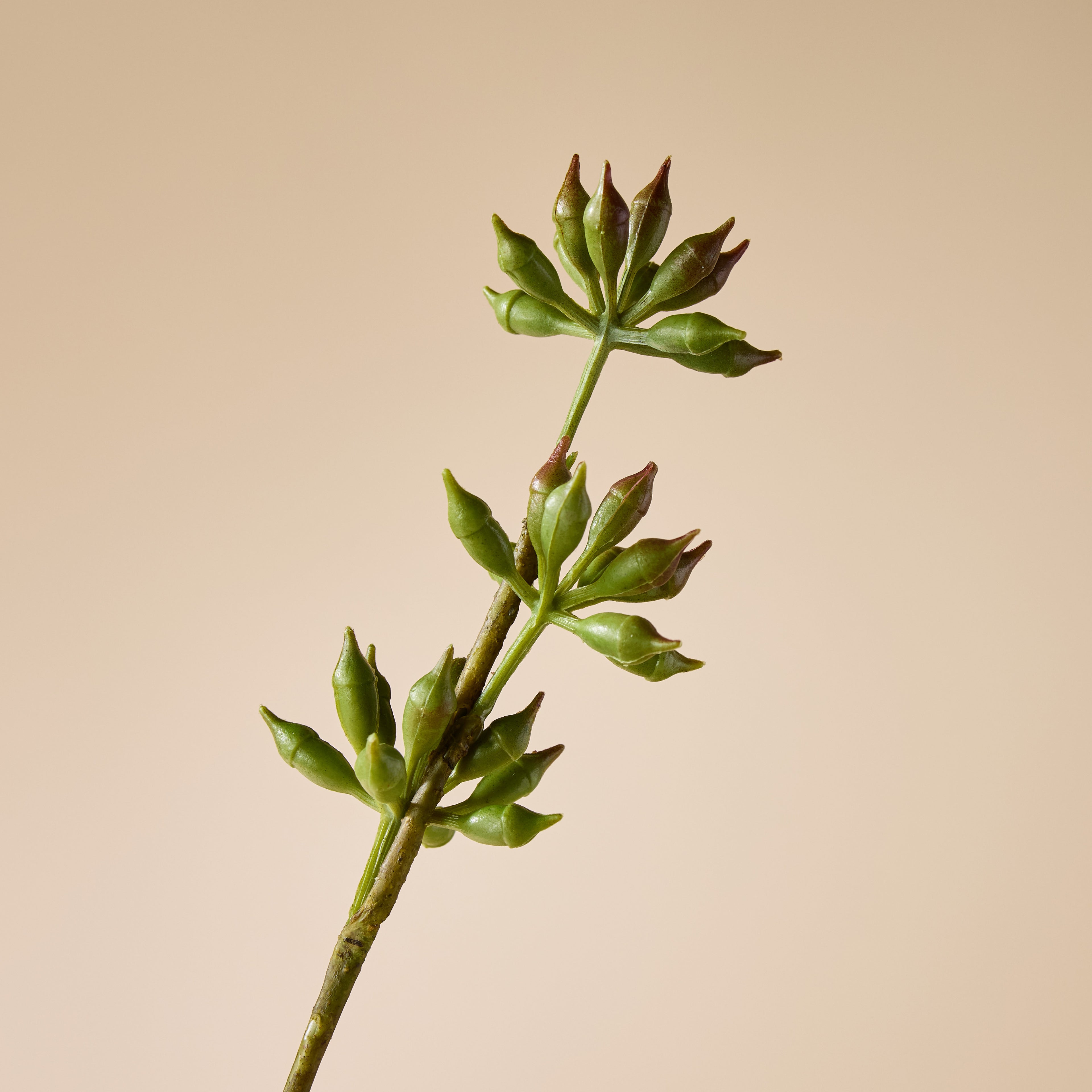 Faux Eucalyptus Seeding Spray | Green - 84cm