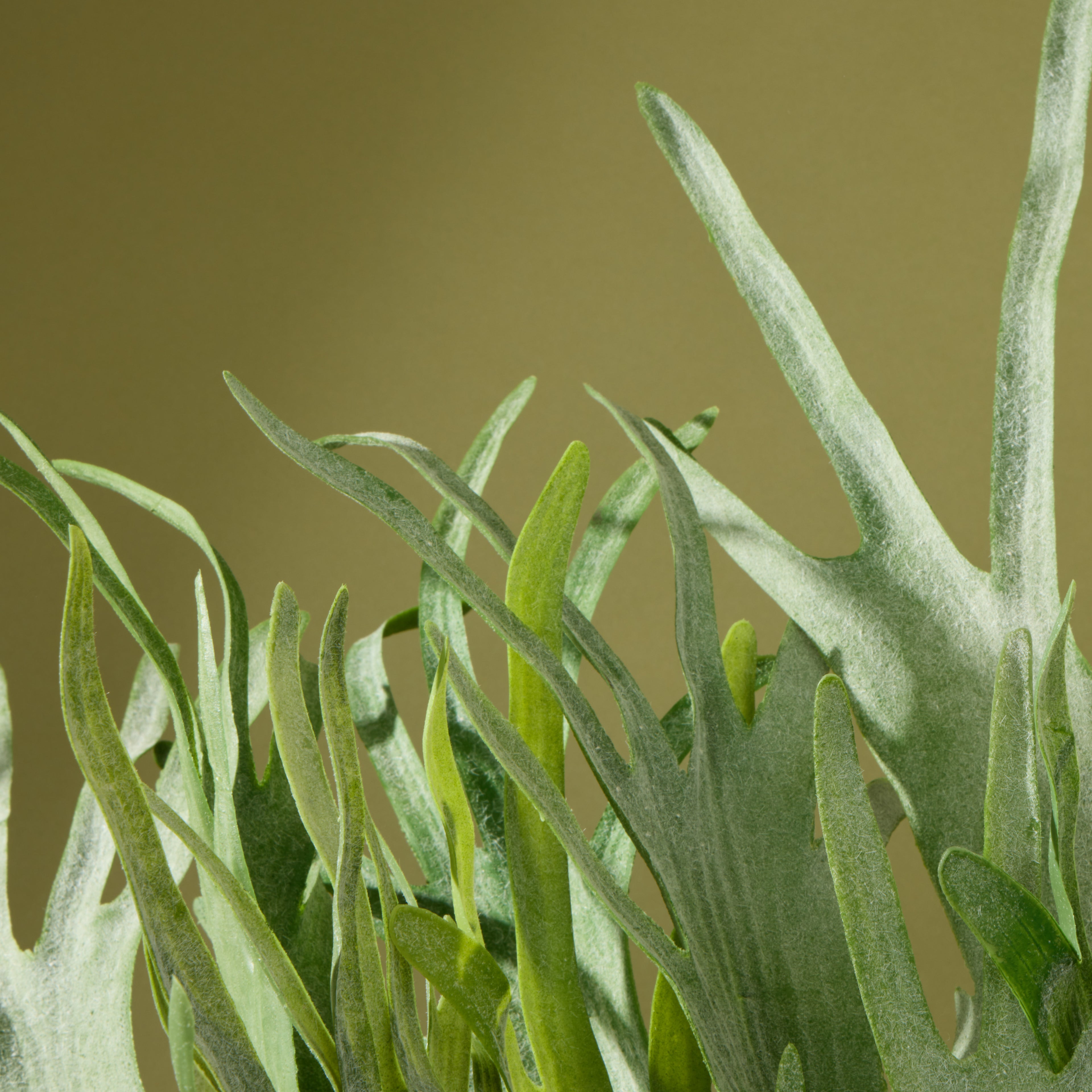 Faux Staghorn Fern - Lyon Planter | 76cm