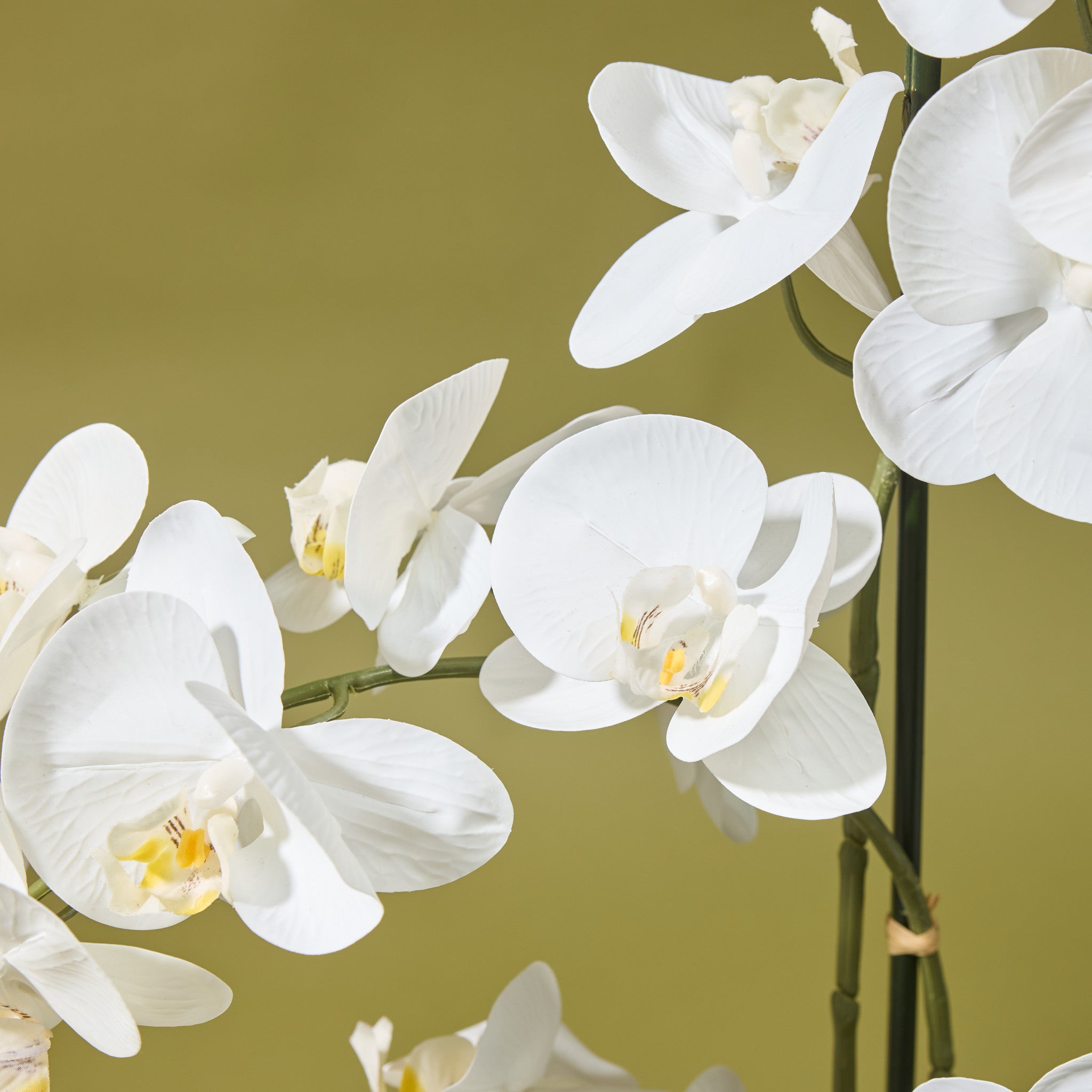 Faux Phalaenopsis Orchid - Ribbed Pot | White - 124cm