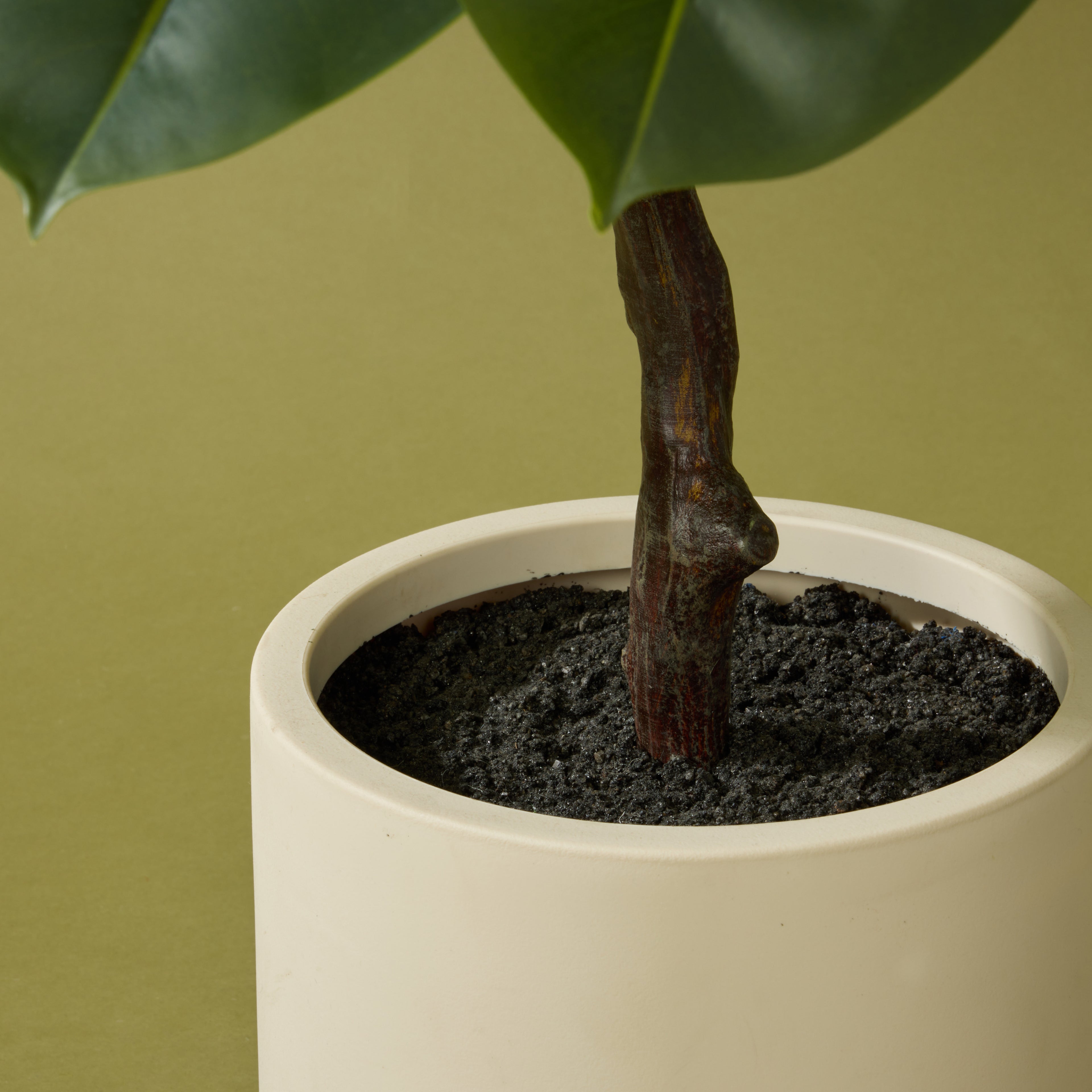 Faux Rubber Tree - White Pot | 115cm