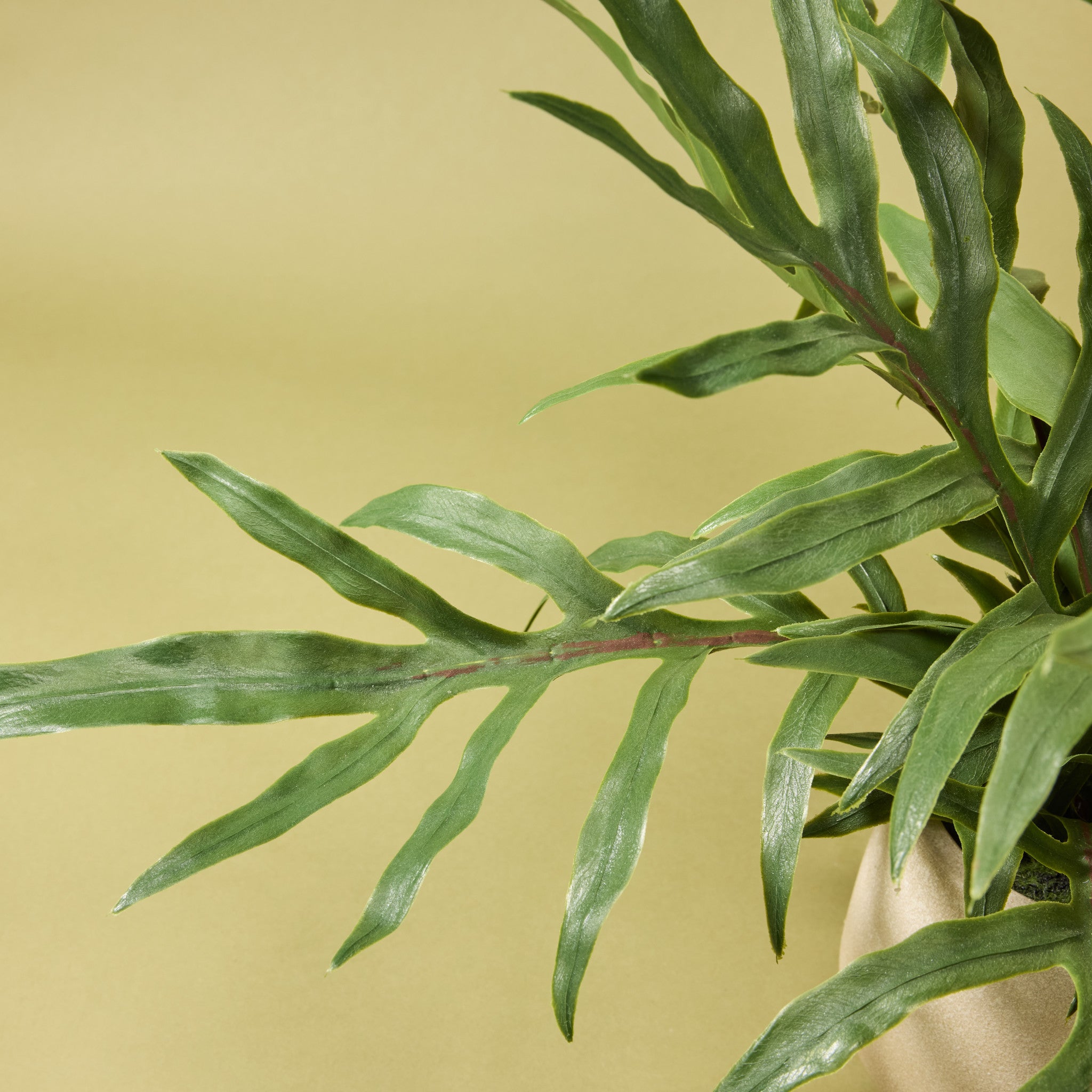 Faux Potted Blue Star Fern | 69cm