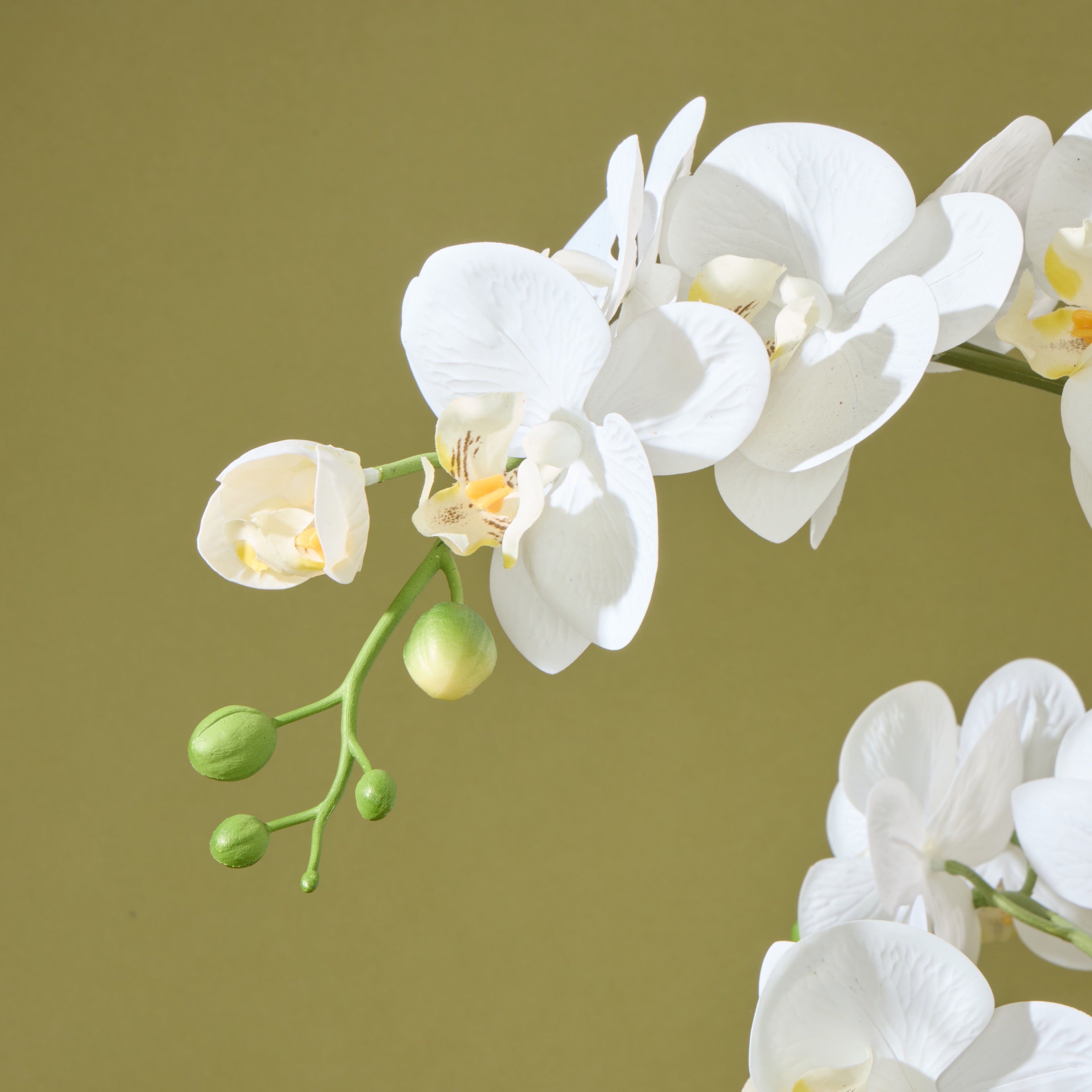 Faux Phalaenopsis Orchid - Cream Pot | 61cm