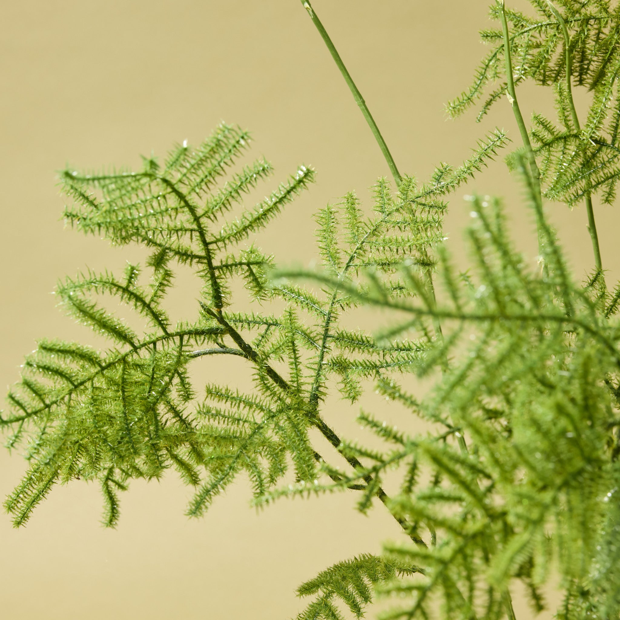 Faux Asparagus Fern Pot | 54cm