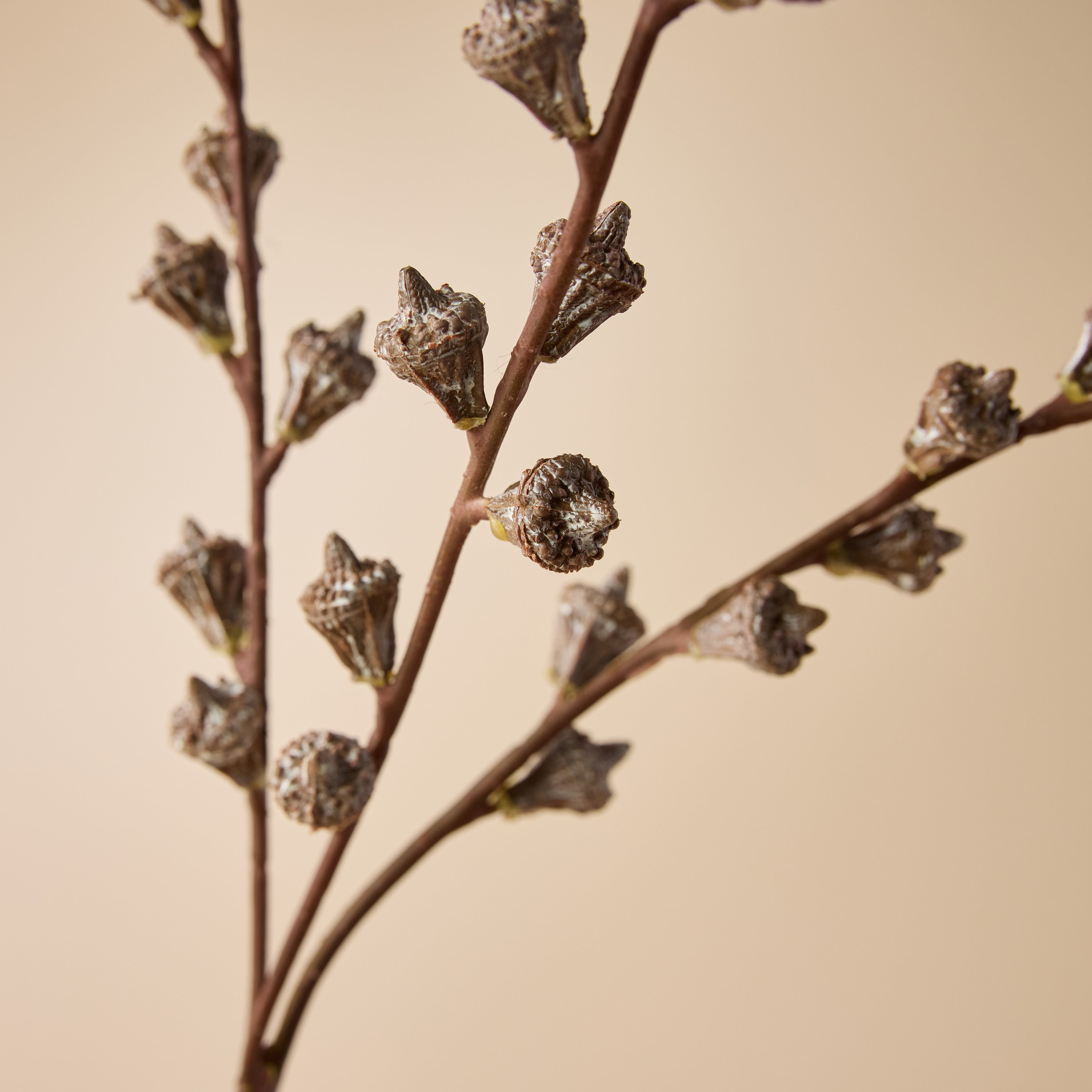 Faux Gumnut Spray | Brown - 62cm