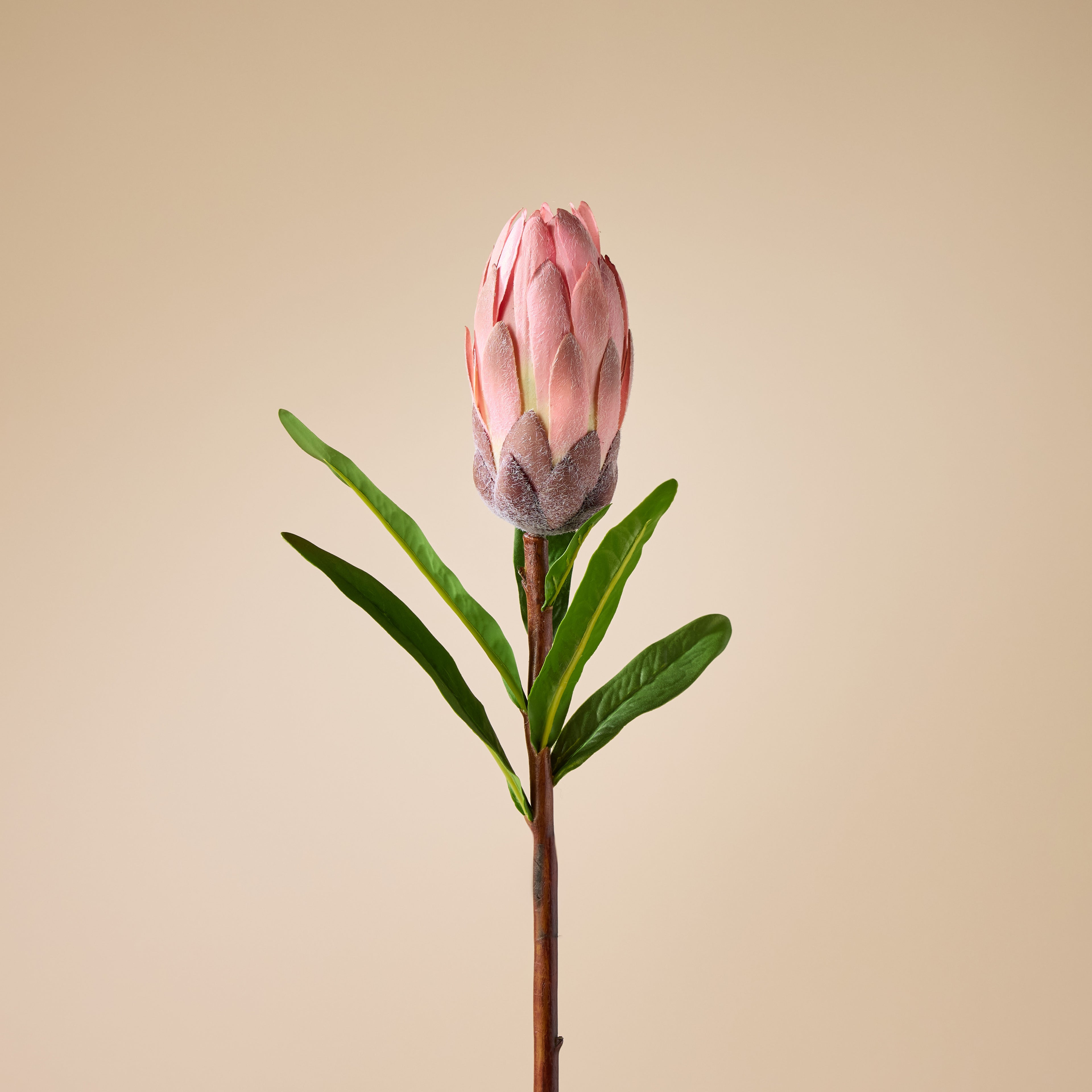 Faux Flocked Protea Stem | Pink -  61cm