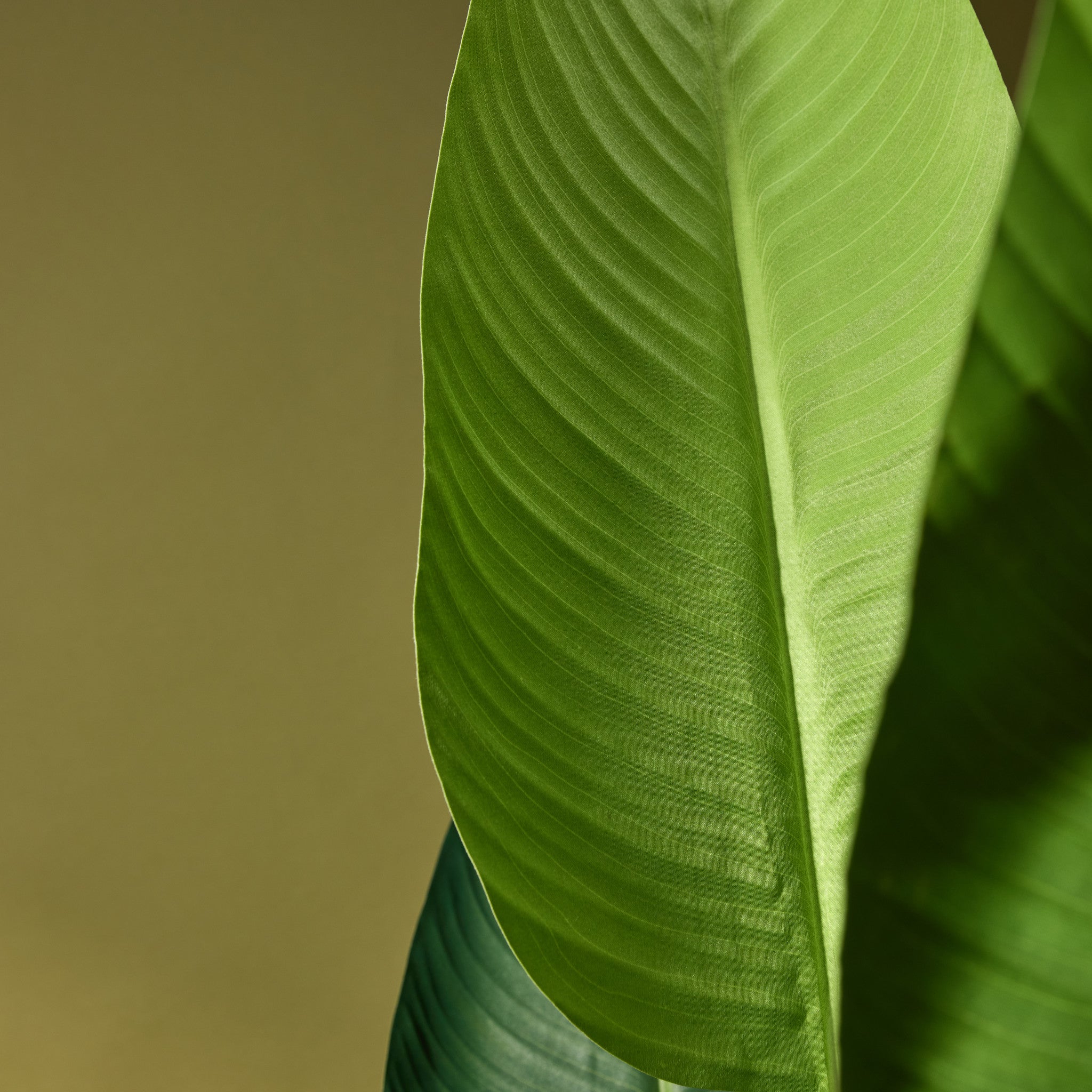 Faux Giant Bird of Paradise Plant | 183cm