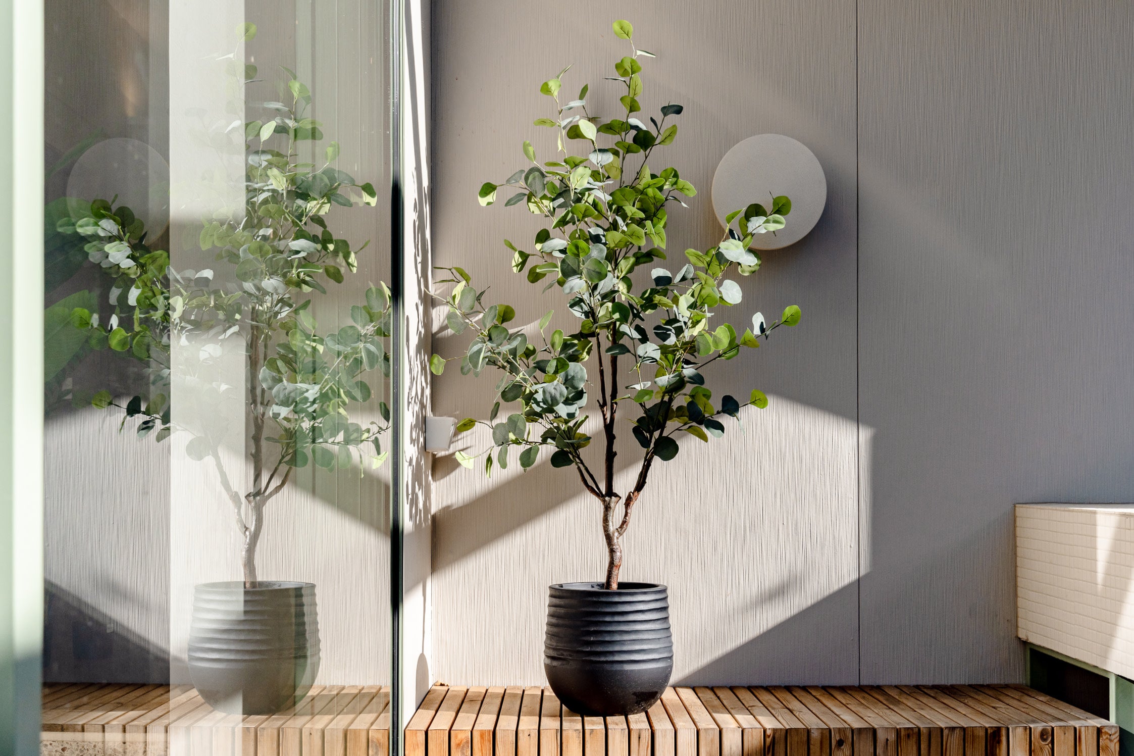 Faux Eucalyptus Silver Dollar Tree | 145cm