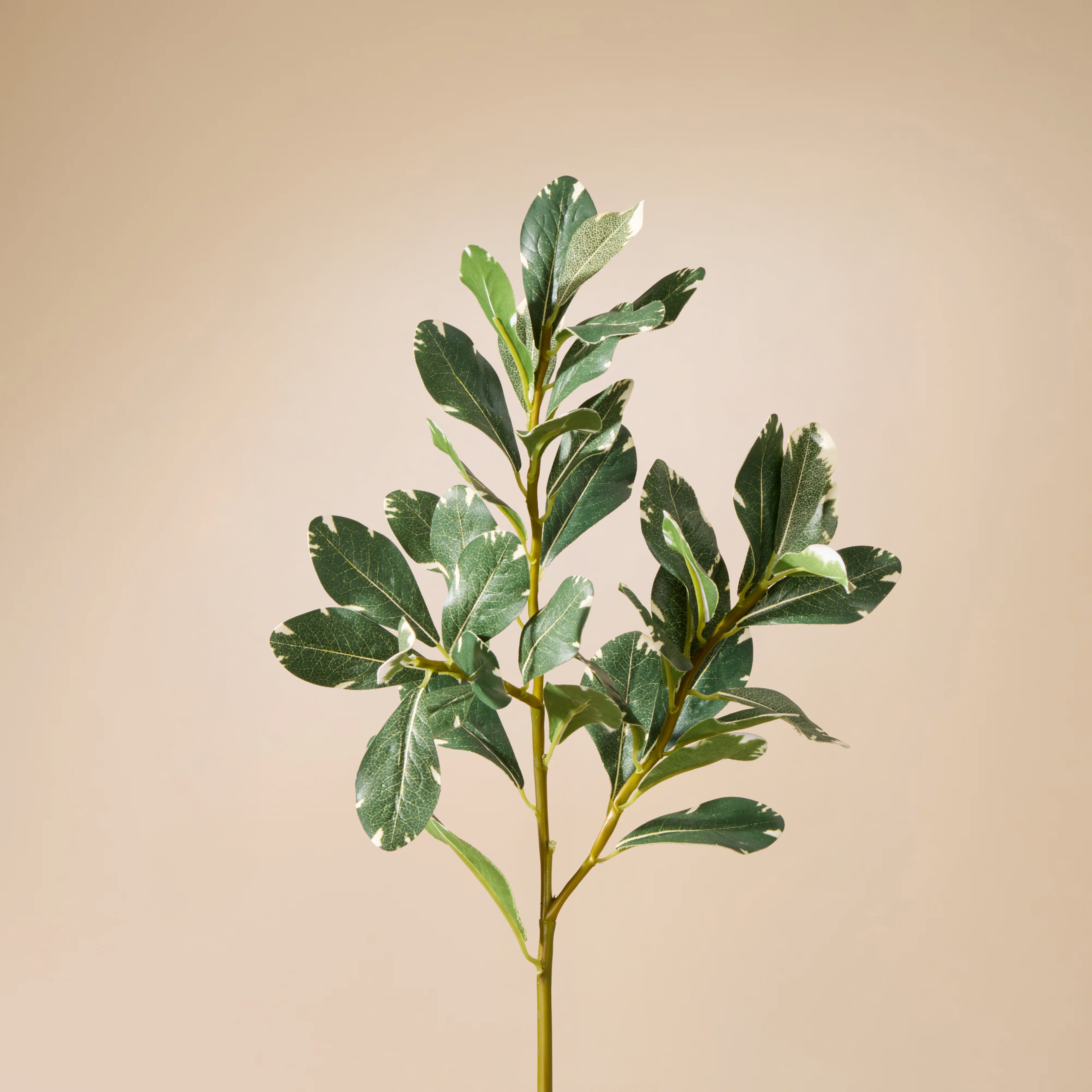 Faux Pittosporum Spray | Green - 72cm