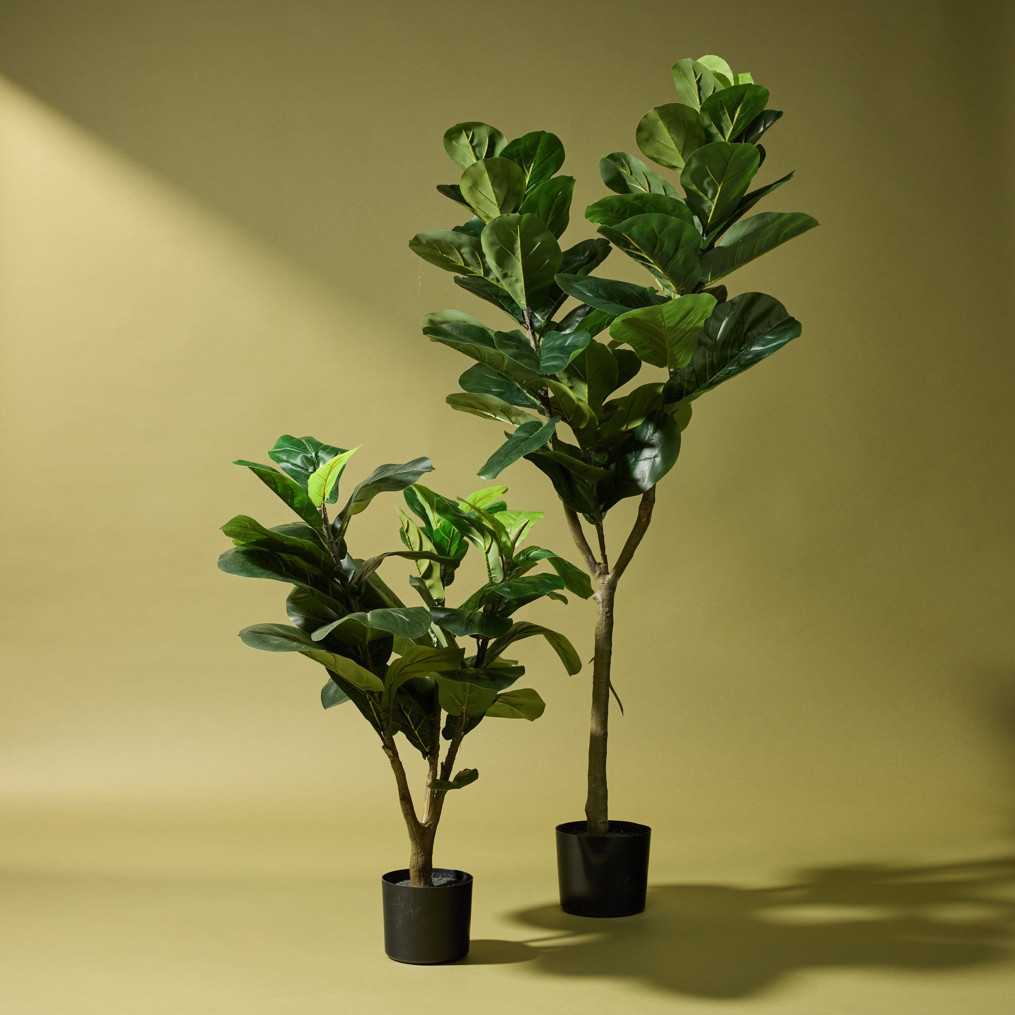 Faux Giant Fiddle Tree | 150cm