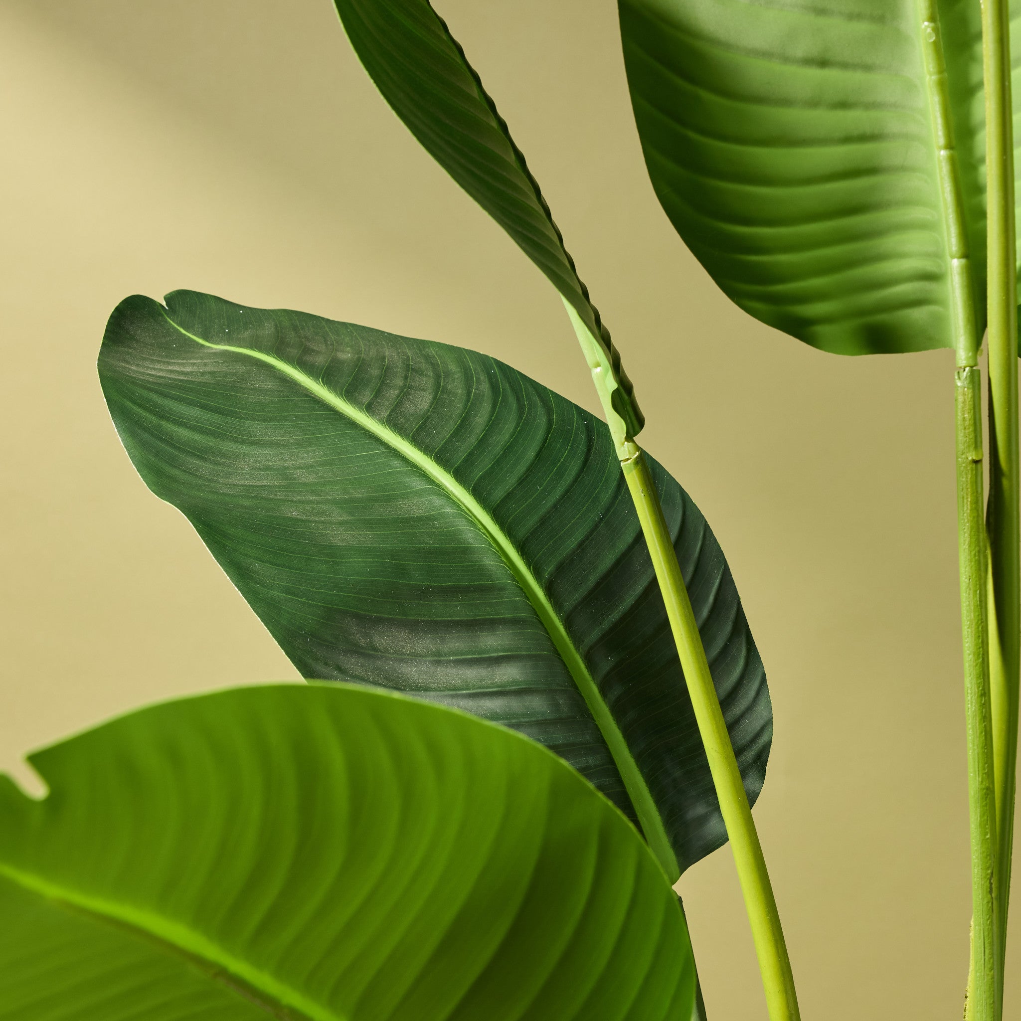 Faux Bird of Paradise - Ryker Planter | White - 208cm