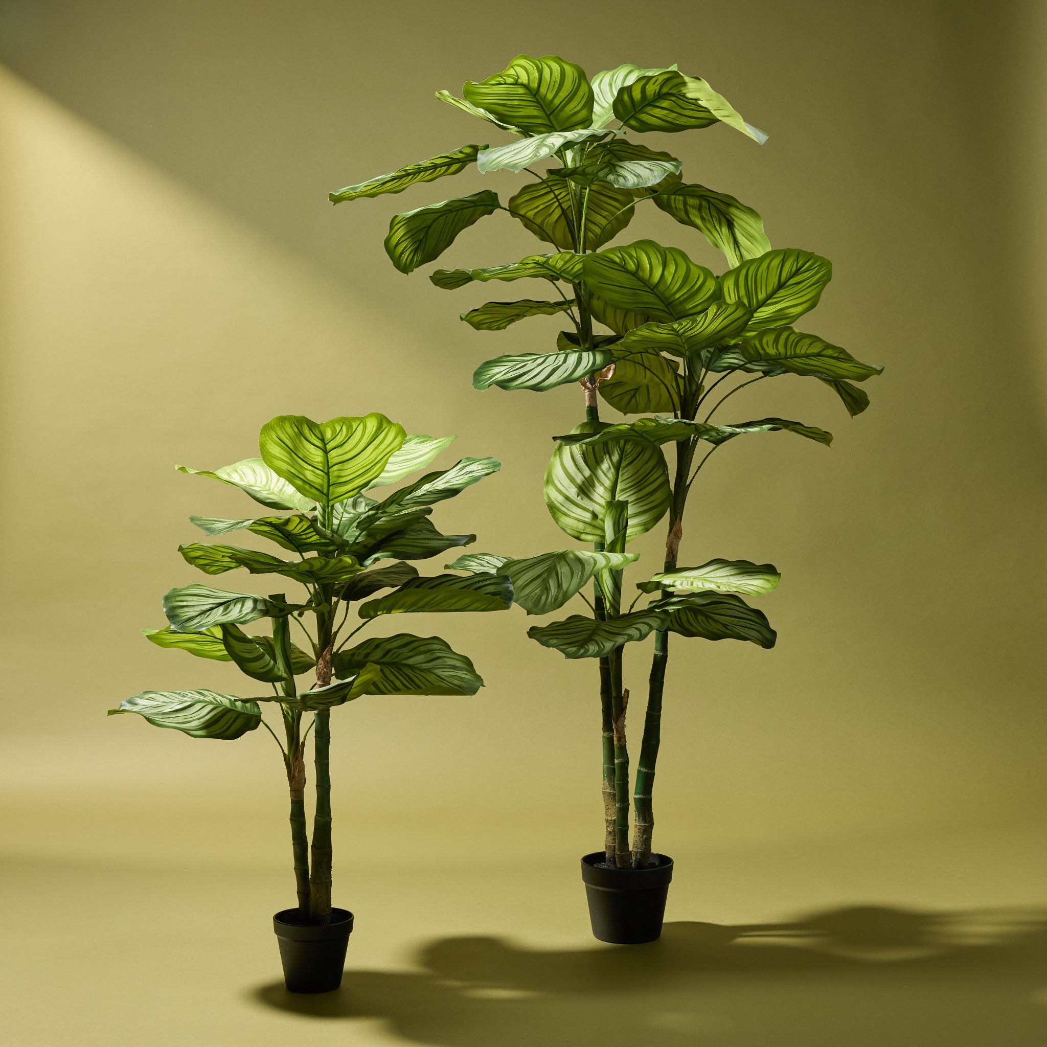 Faux Calathea Plant - Garden Pot | 152cm