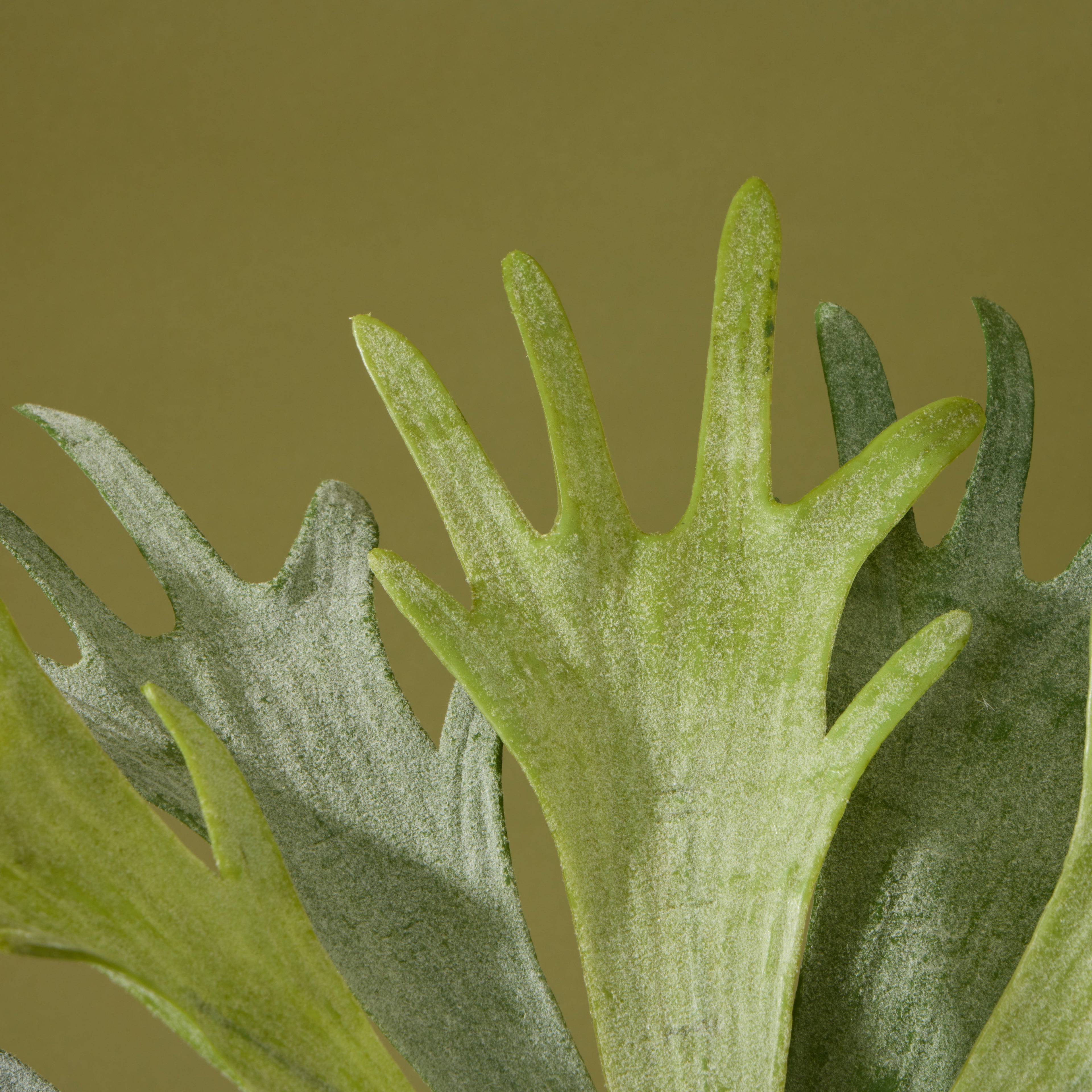 Faux Staghorn - Delos Planter | Green - 34cm