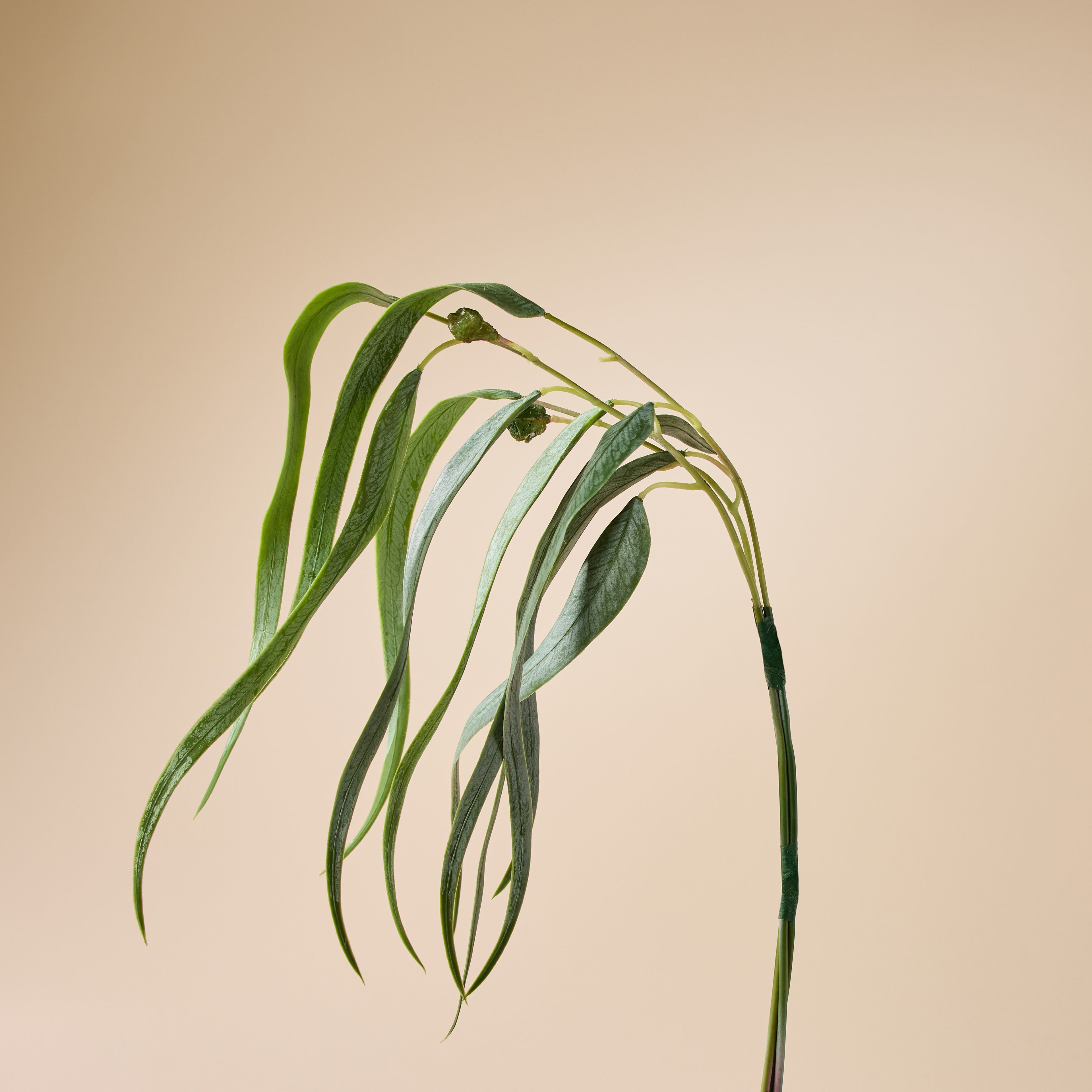 Faux Eucalyptus Gumnut Bunch | Green - 64cm
