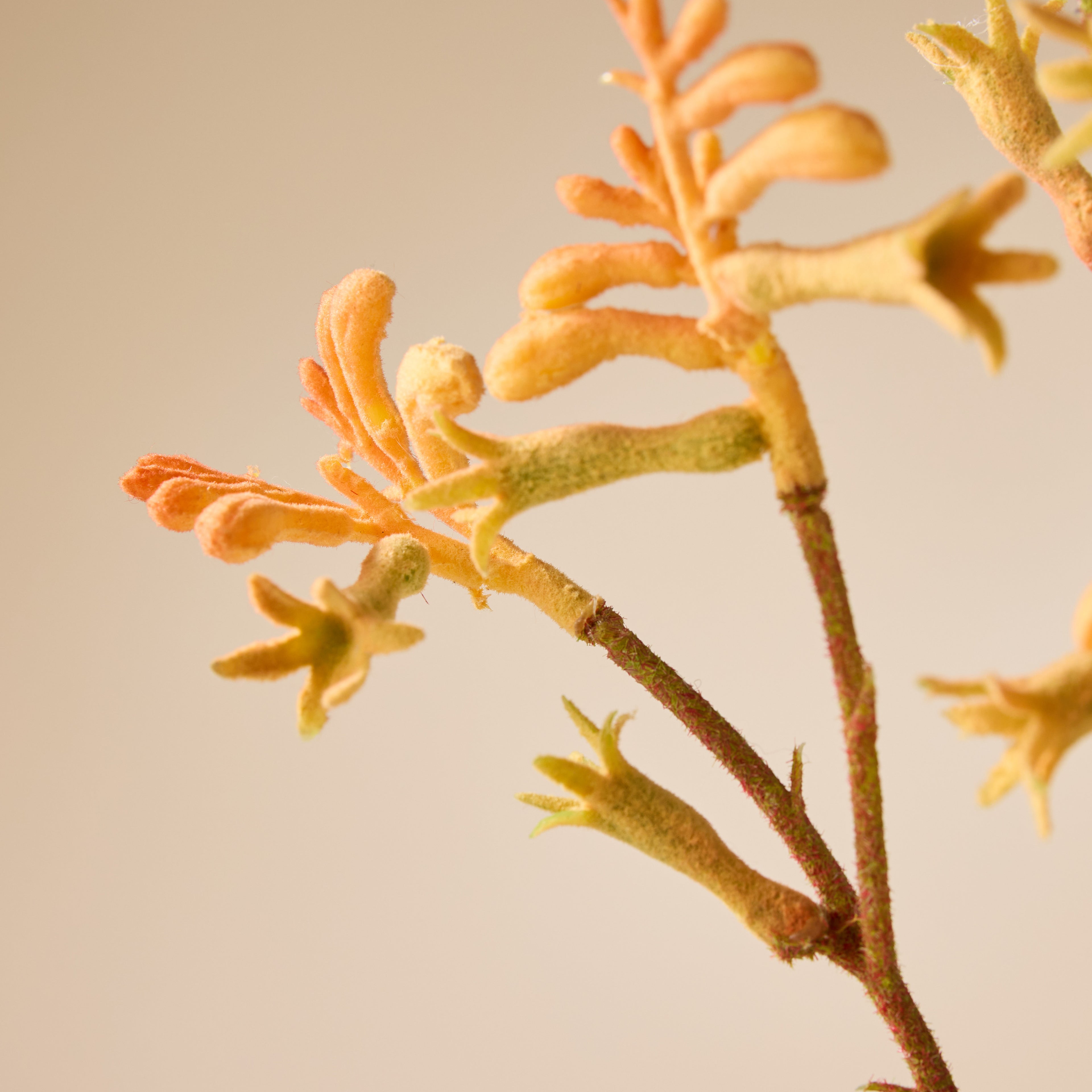Faux Kangaroo Paw Spray | Orange - 62cm