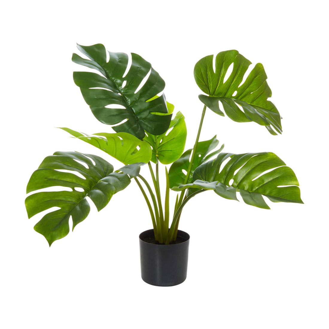 Rogue Monstera Plant - Garden Pot Green/Black