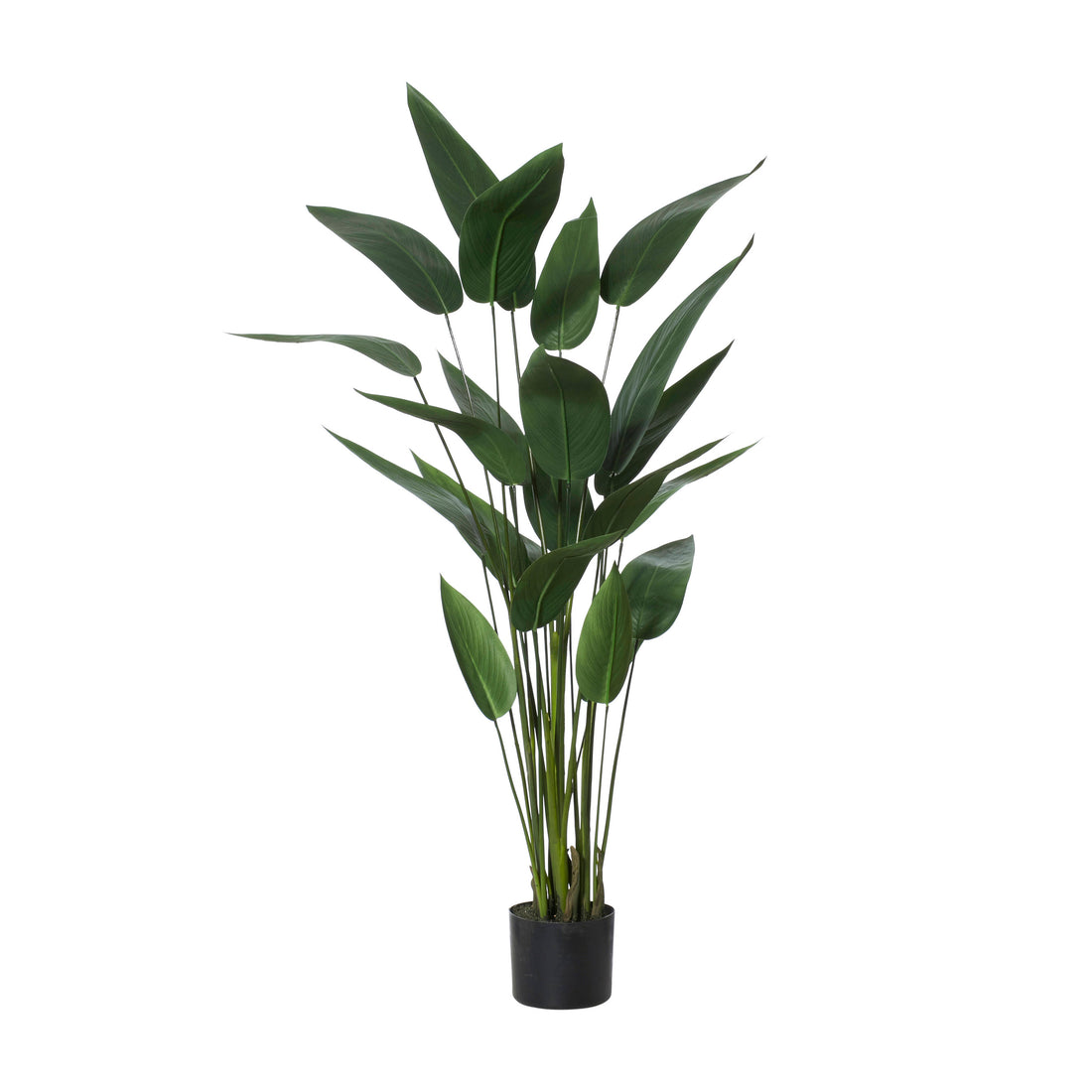 Rogue Sky Bird Plant Green