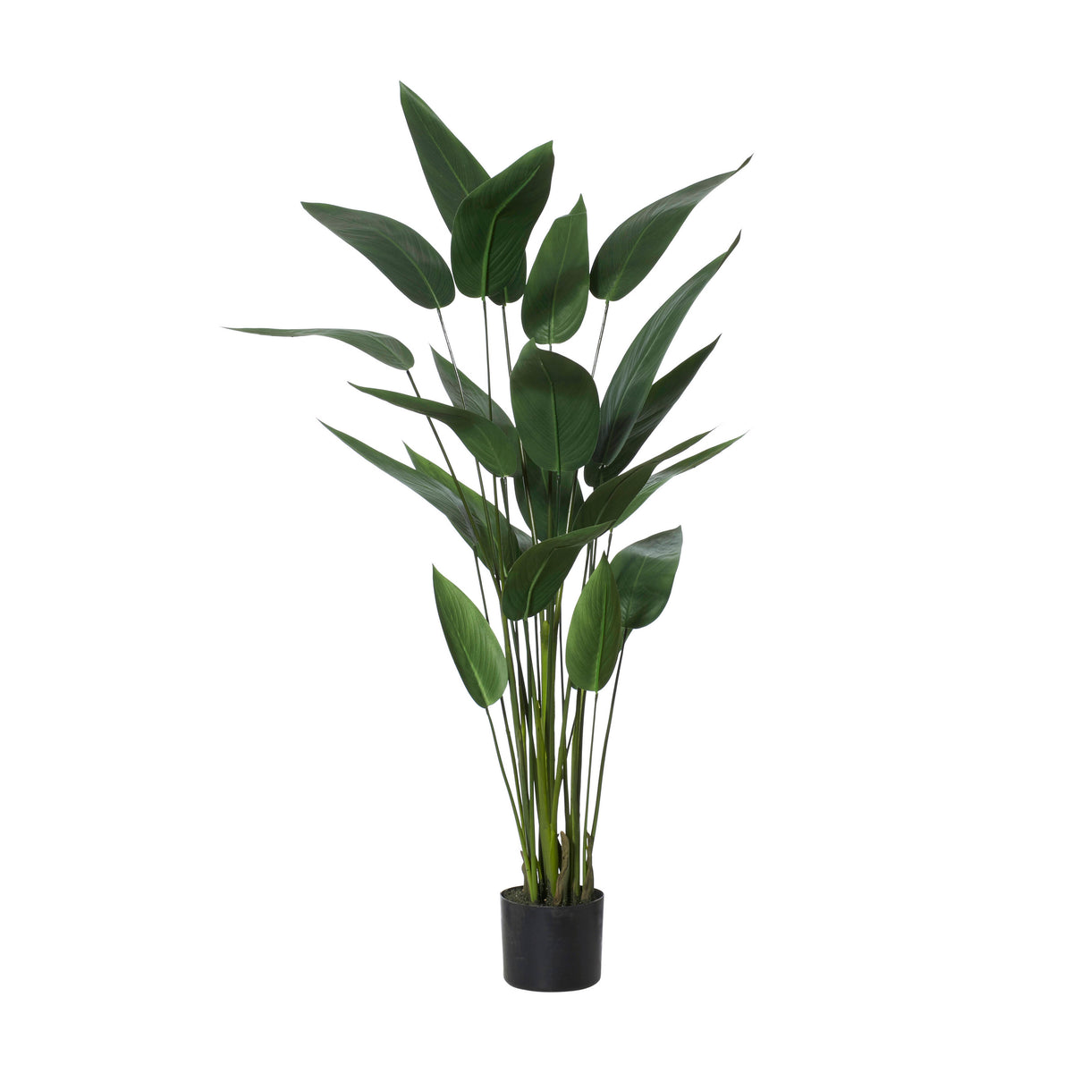 Rogue Sky Bird Plant Green