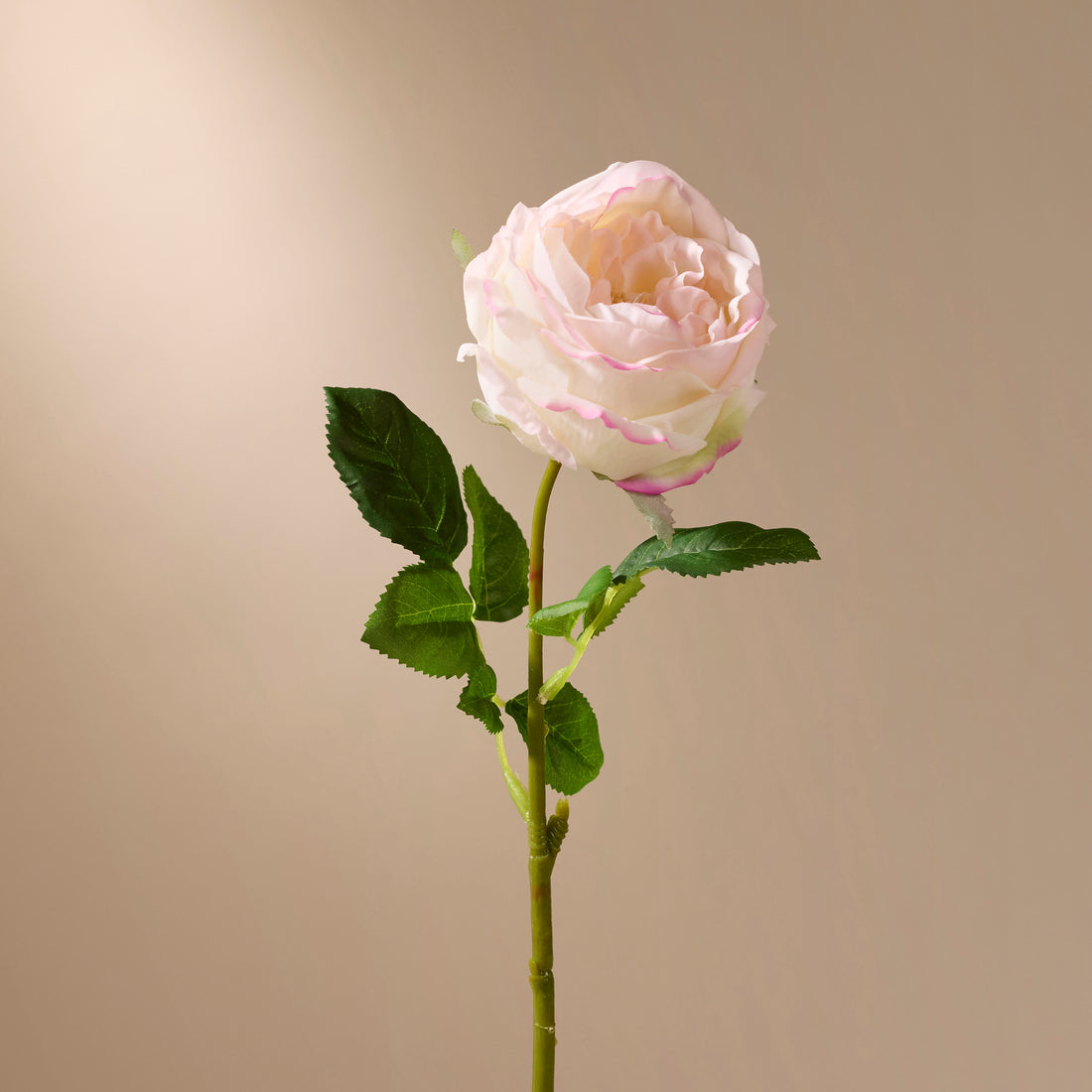 Faux Austin Rose Stem | Blush Pink - 45cm