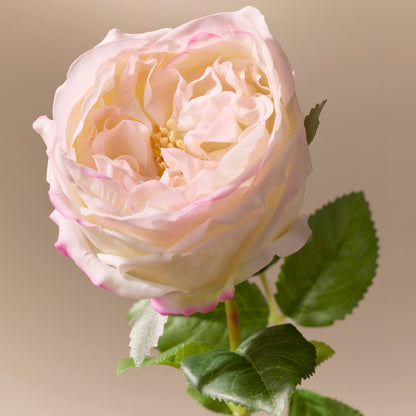 Faux Austin Rose Stem | Blush Pink - 45cm