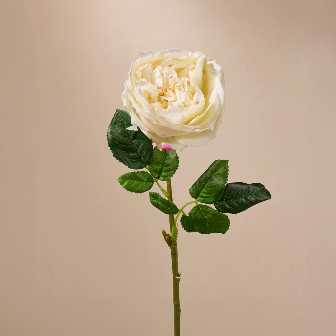 Faux Austin Rose Stem | Champagne - 45cm