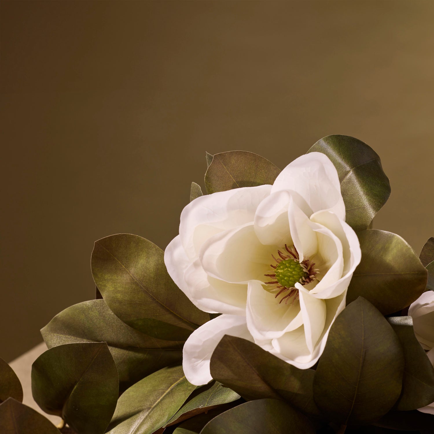 Magnolia Grandiflora Stem Set