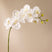 Faux Phalaenopsis Orchid Spray | White - 102cm