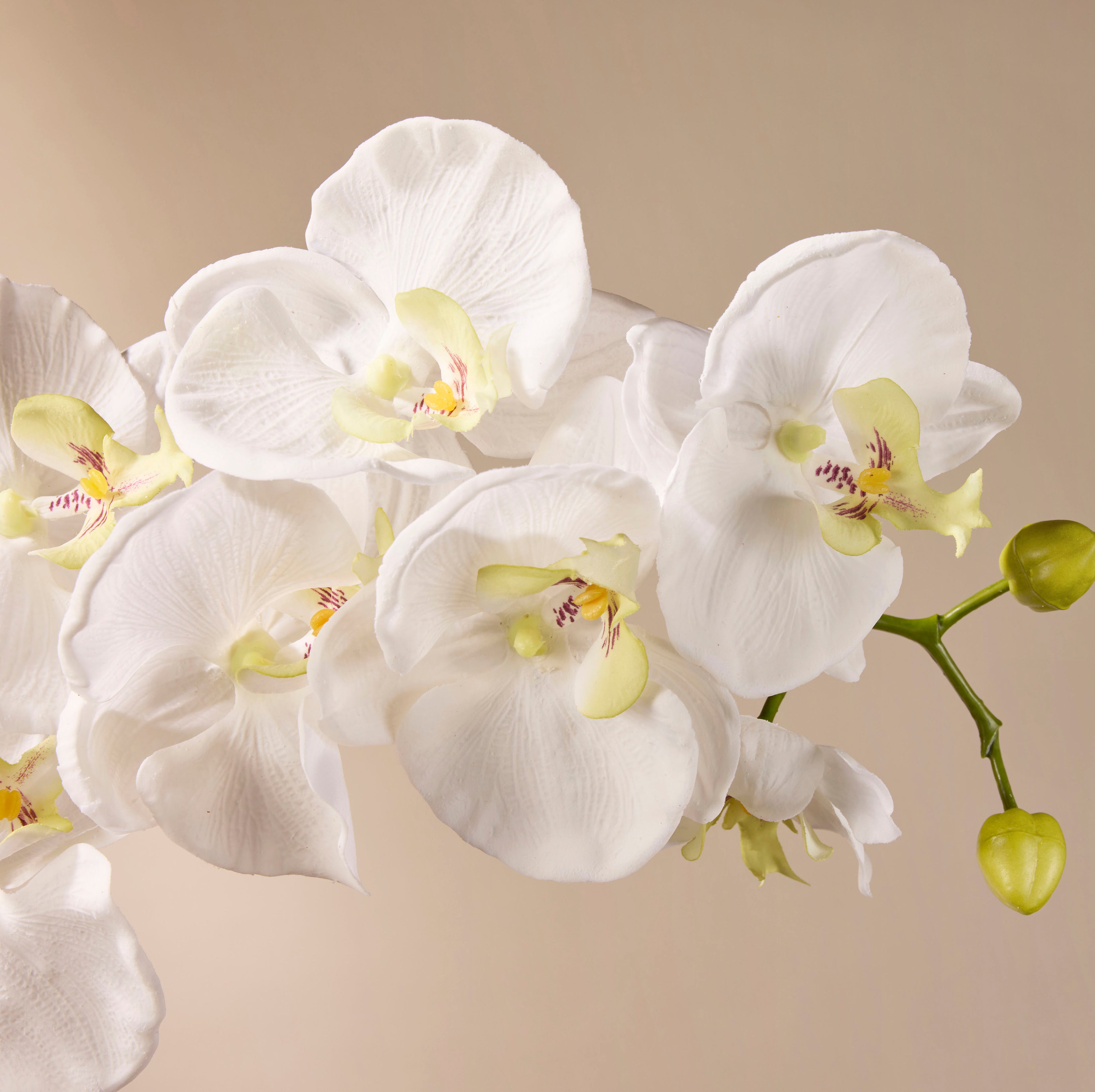 Faux Phalaenopsis Orchid Spray | White - 102cm