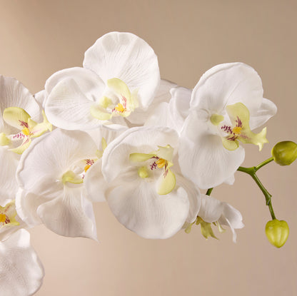 Faux Phalaenopsis Orchid Spray | White - 102cm