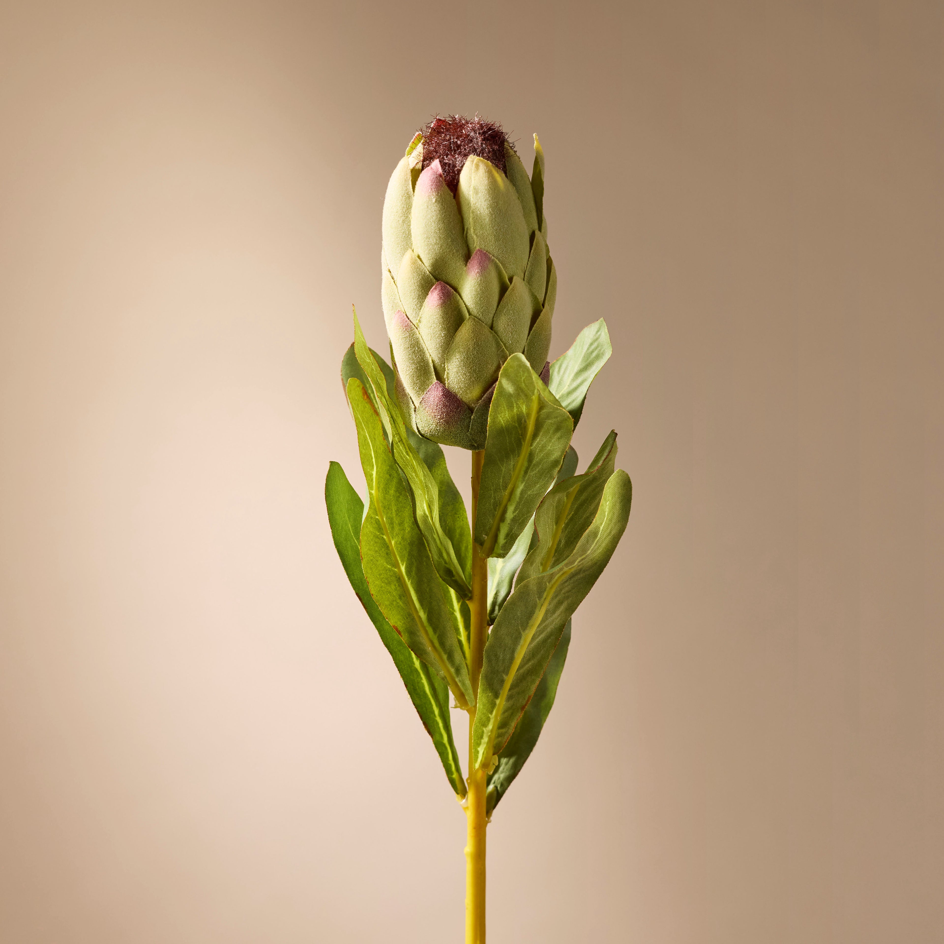 Faux Australis Protea Stem | Green - 79cm