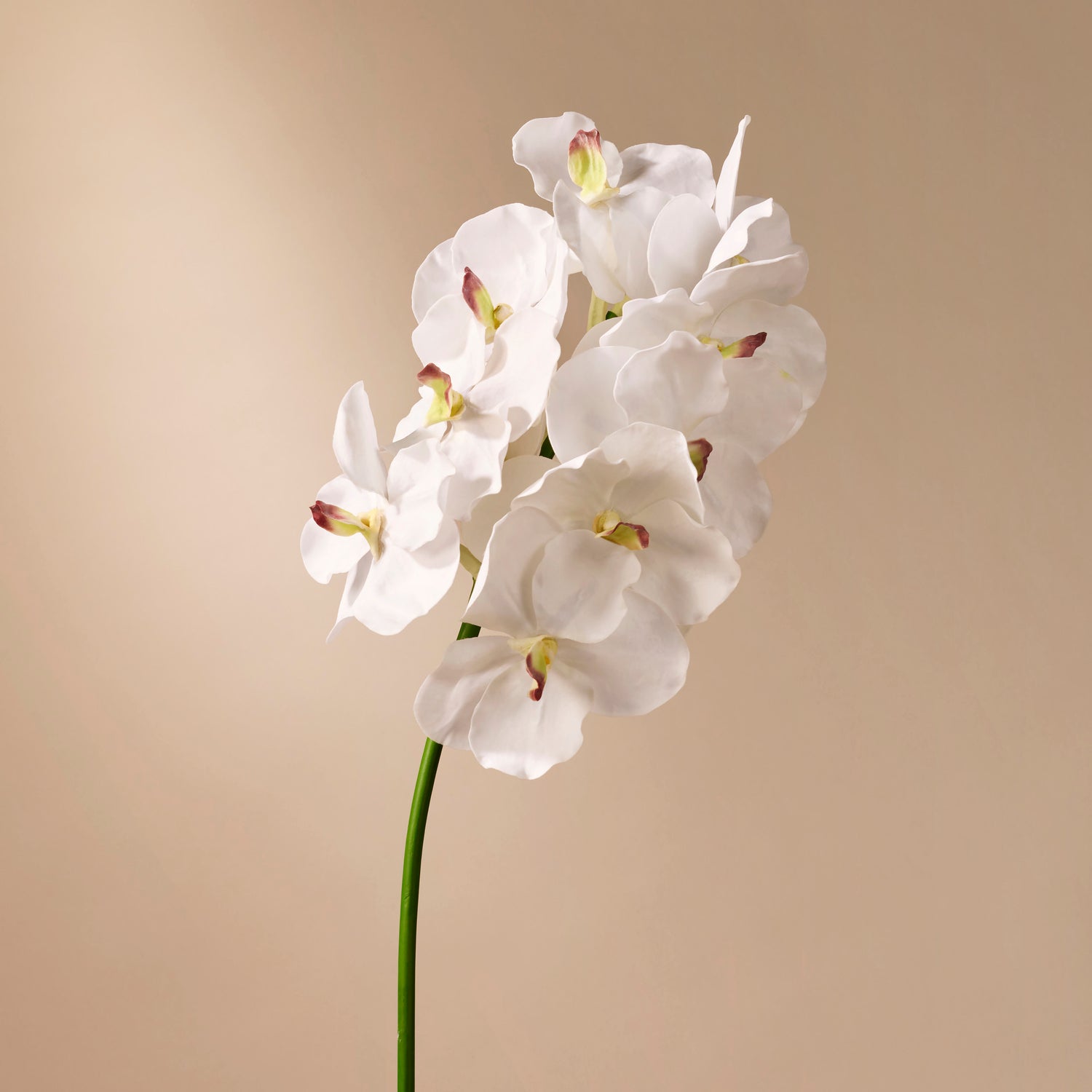 Faux Vanda Orchid | White - 66cm