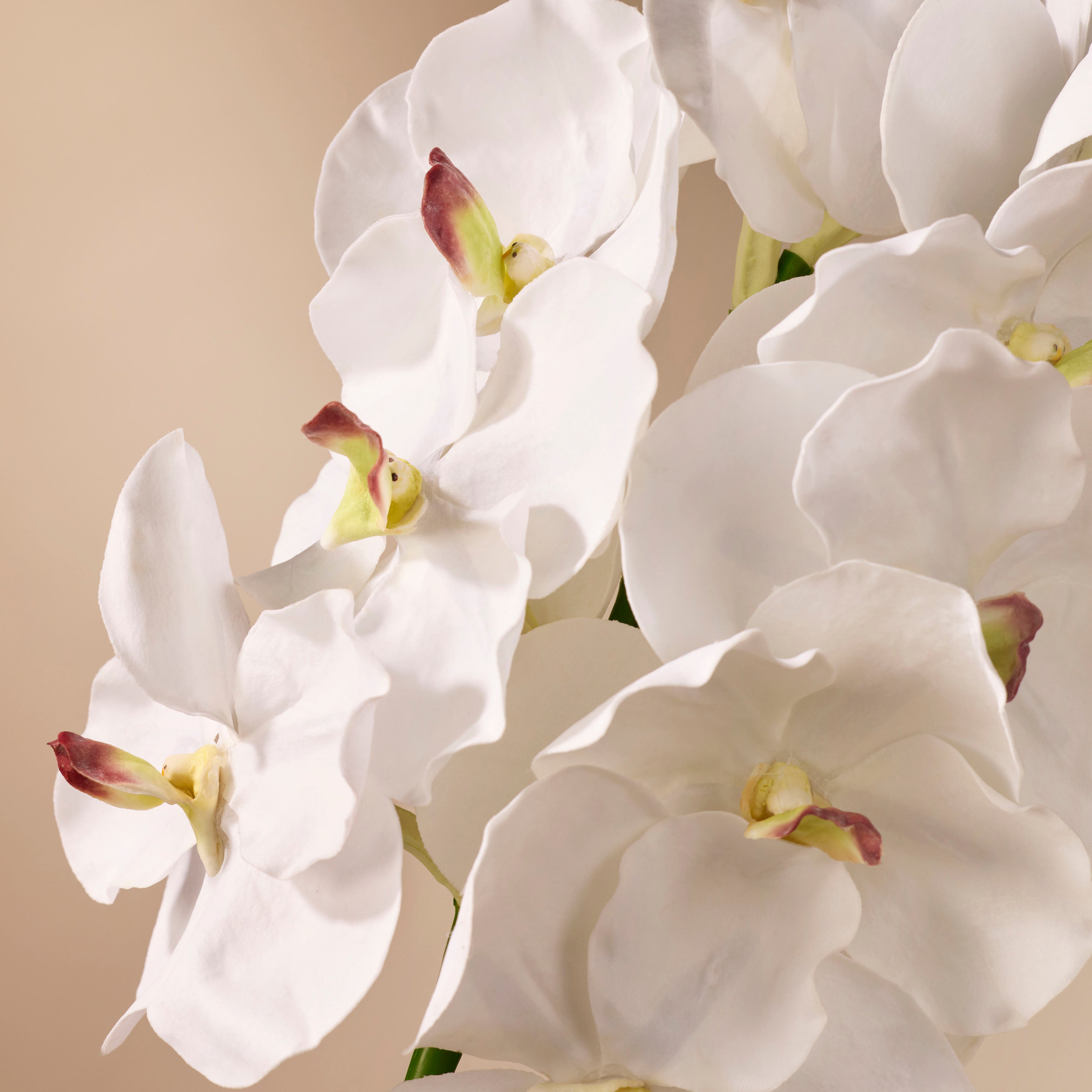 Faux Vanda Orchid | White - 66cm