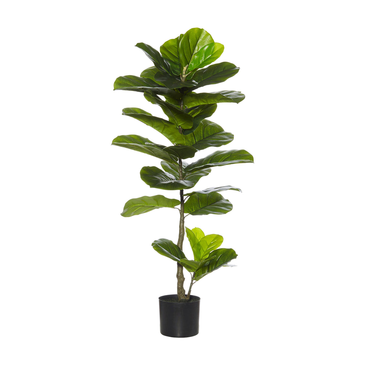 Rogue Giant Fiddle Tree Green